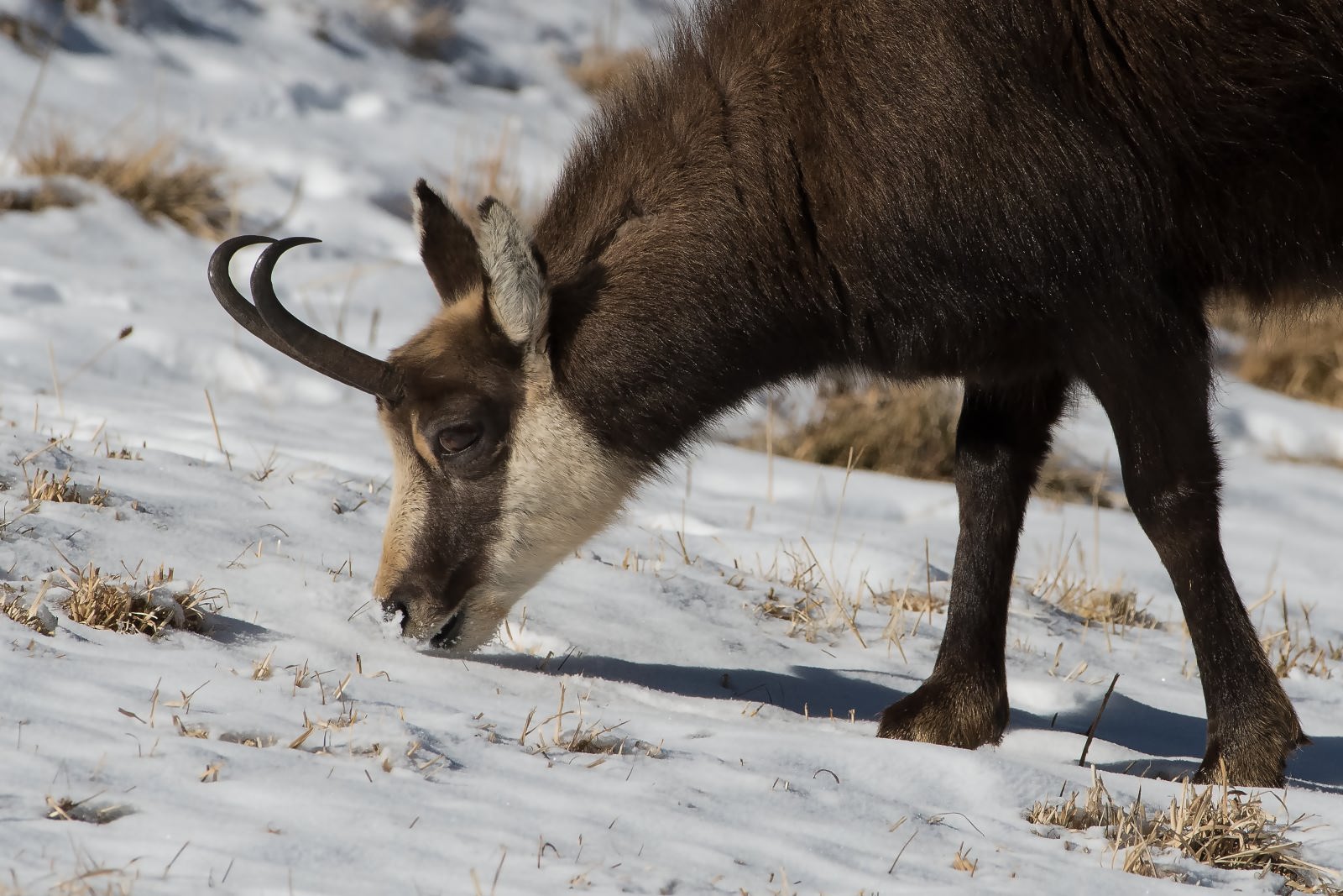 Camoscio Valle D'Aosta