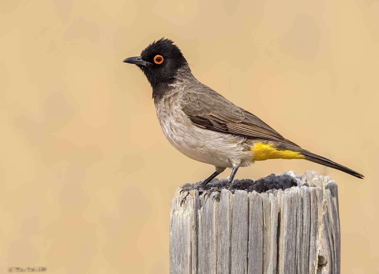 Bulbul (Pycnonotus nighticans)