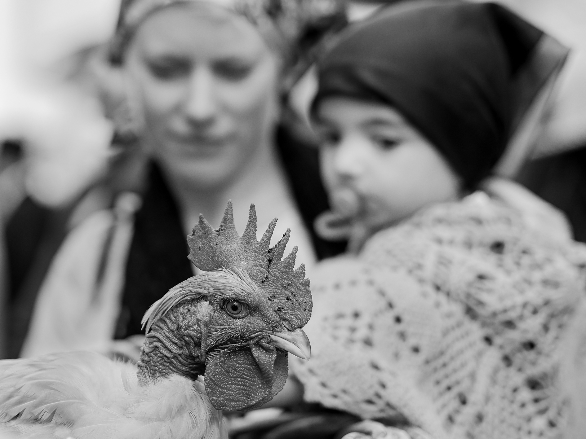 l' amica di famiglia.