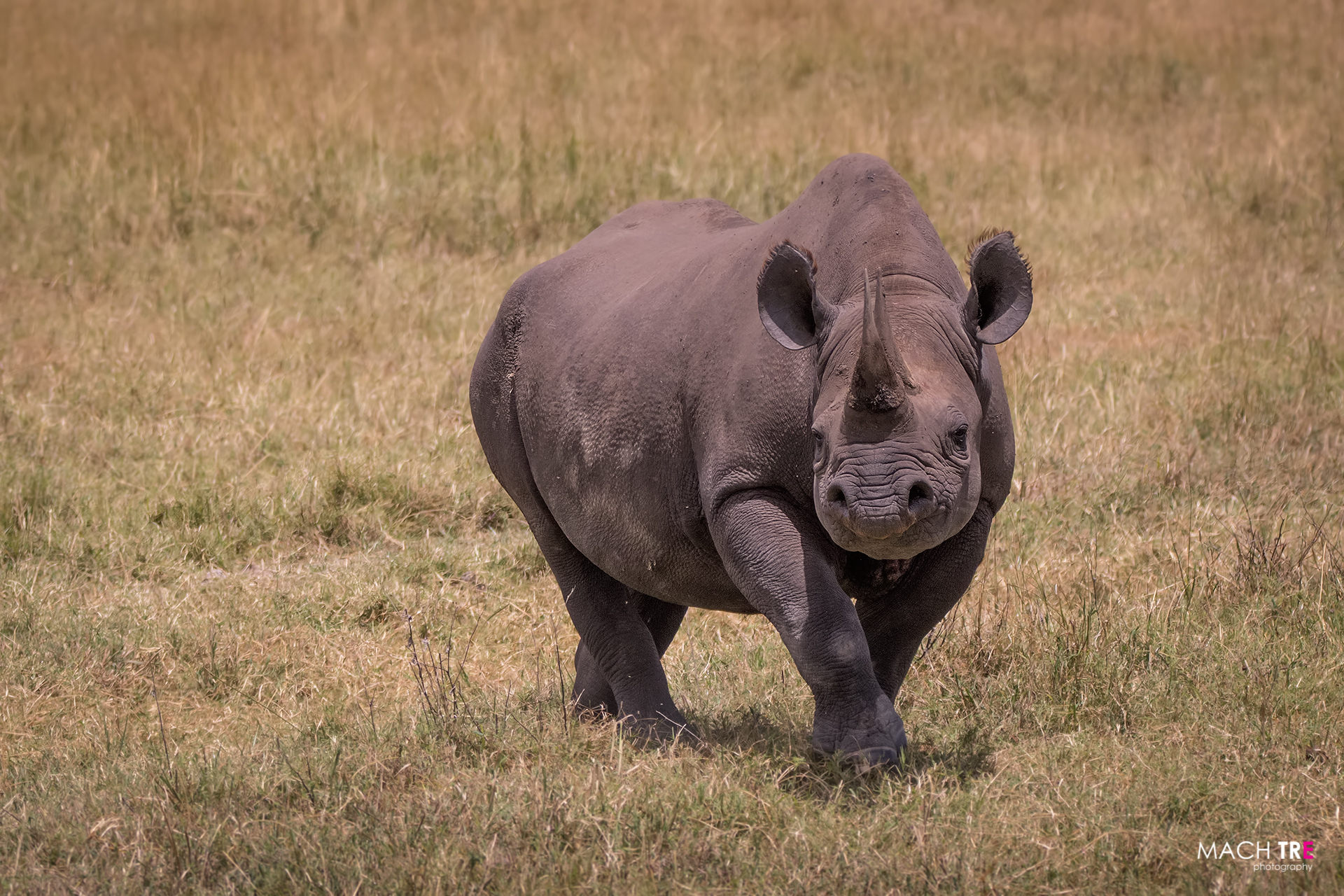 Black Rhinoceros-Ngorongoro