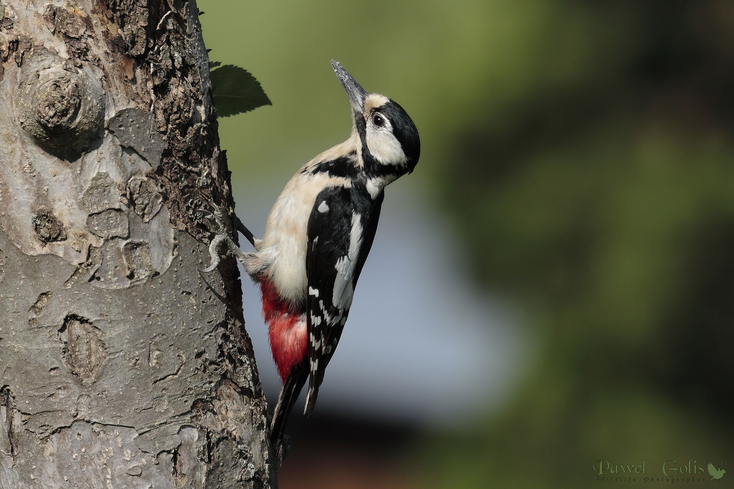 Il grande picchio maculato (Dendrocopos major)