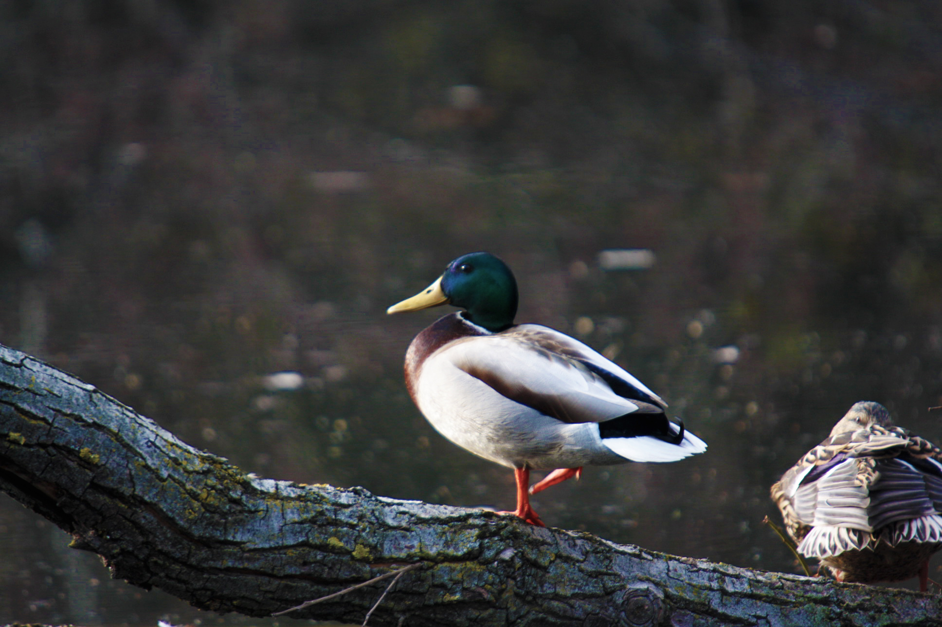 Mallard