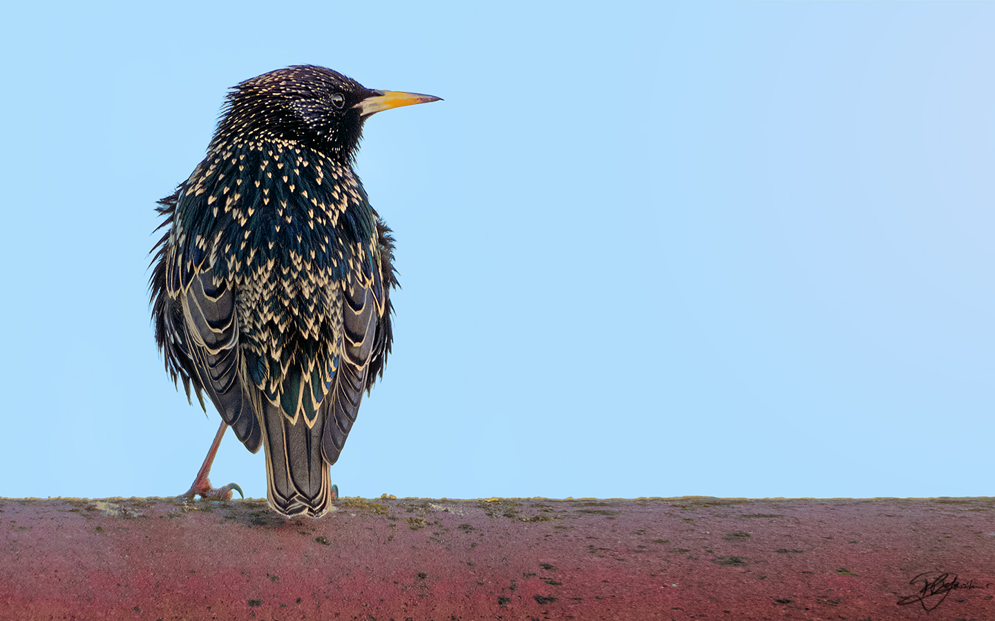 The company of the reversal