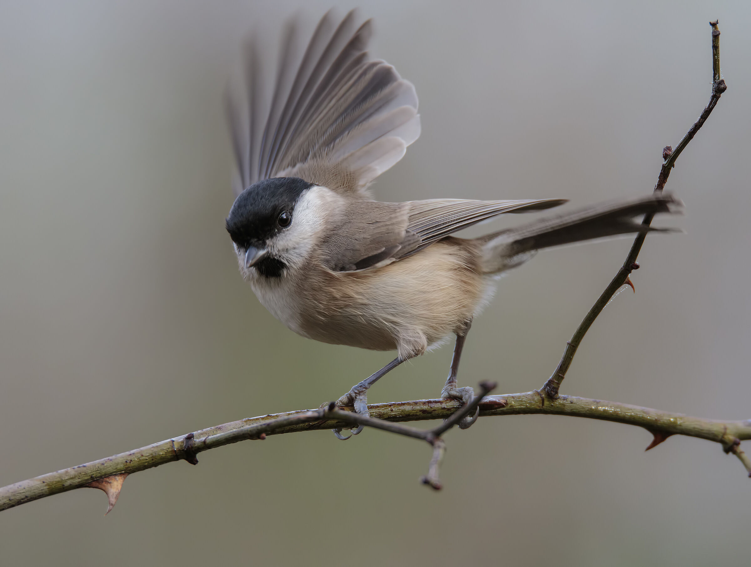 Cincia Bigia all'arrivo