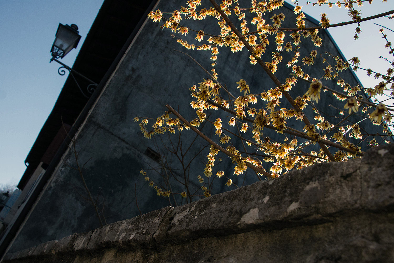 Calicantus in winter