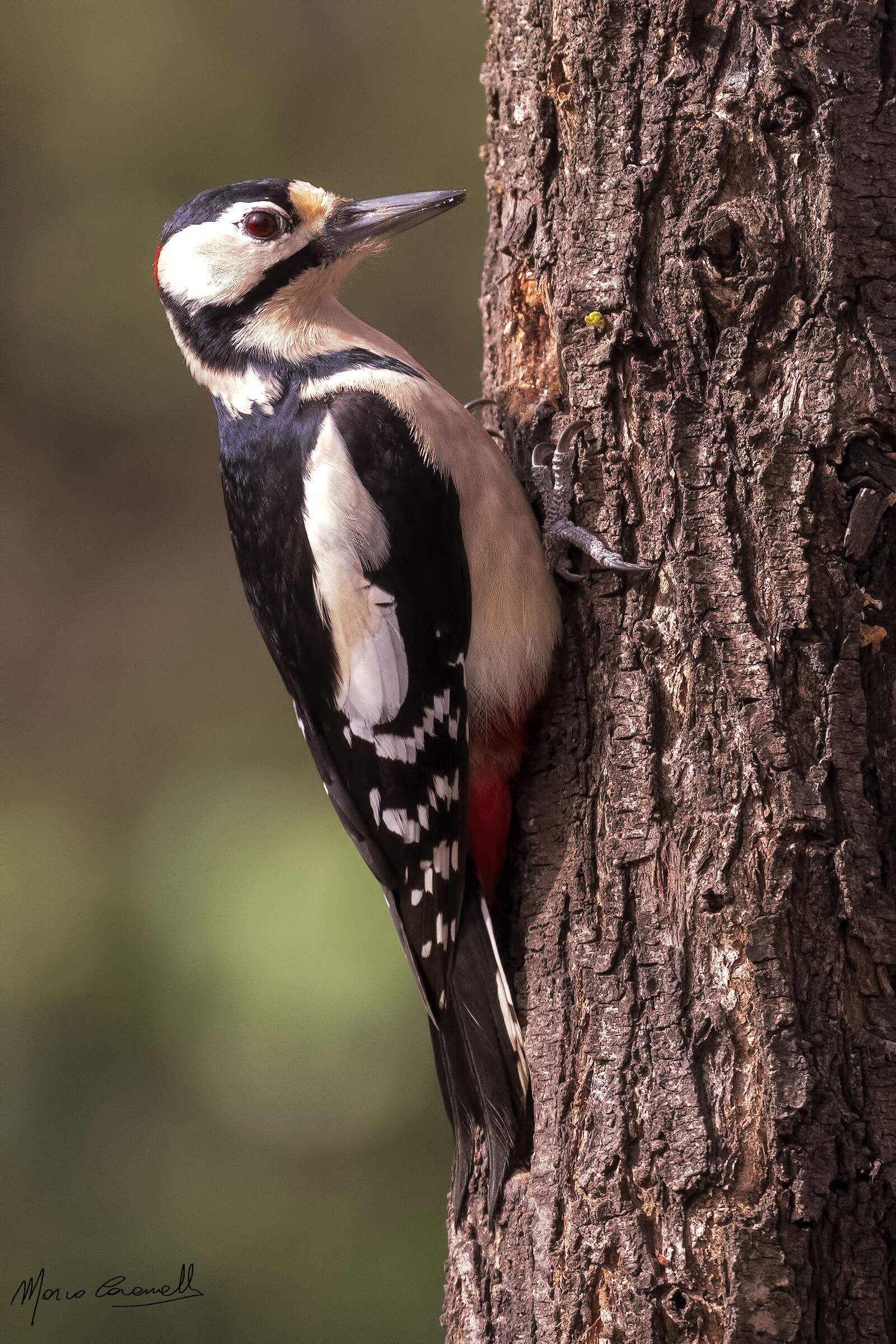Senior Red Woodpeckers