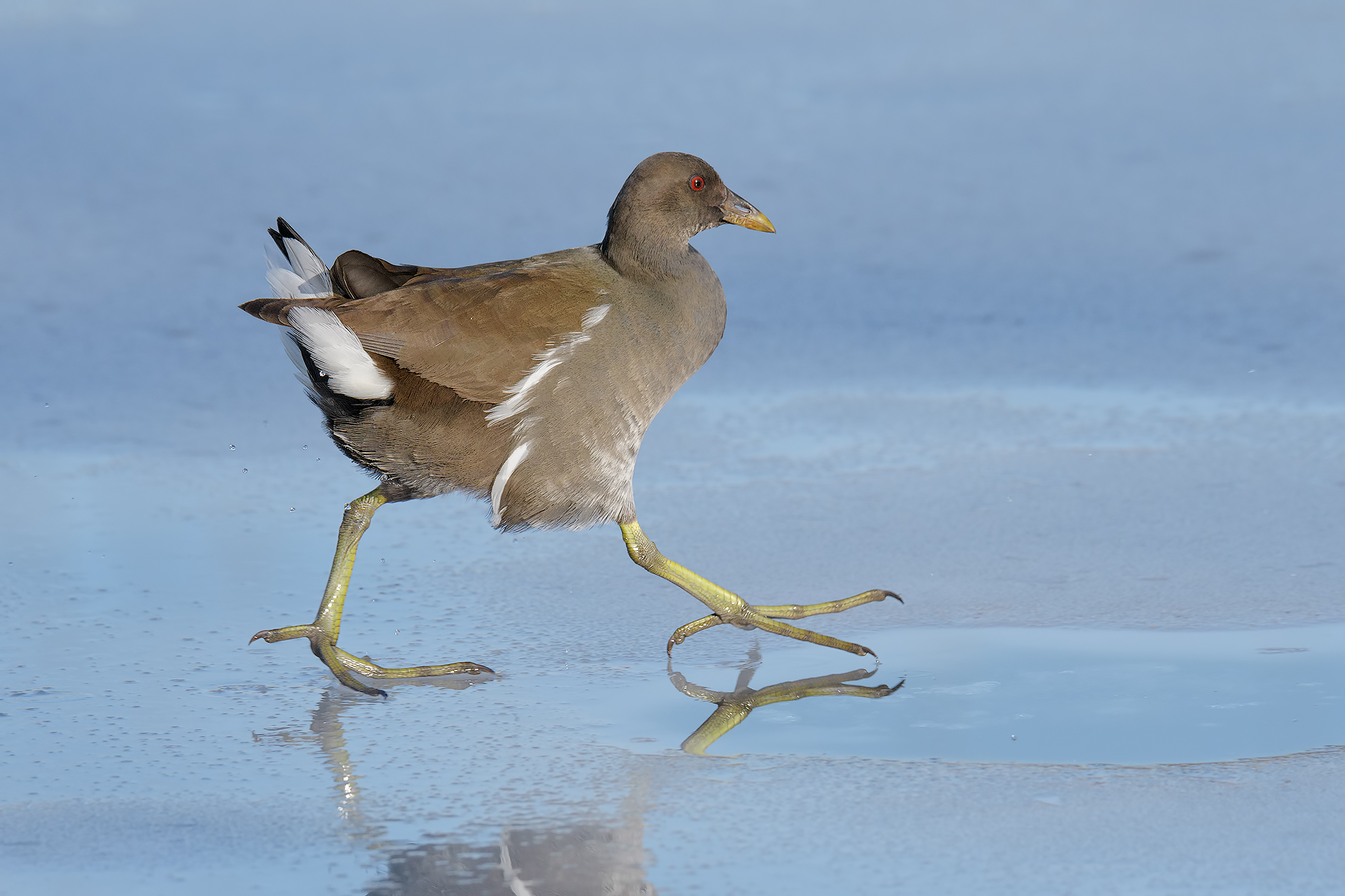 Gallinule at the Pass