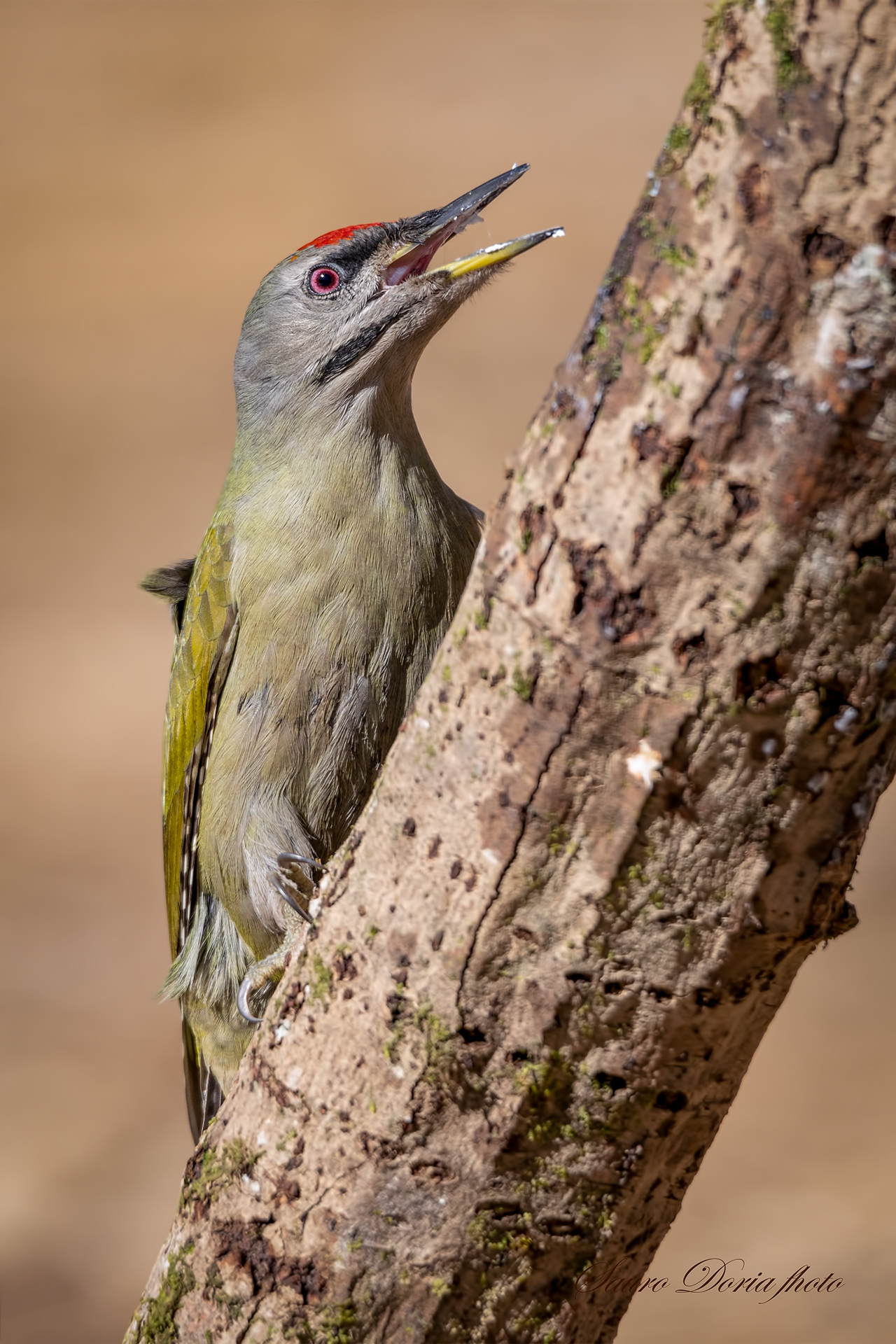 Male Grey Woodpeckers
