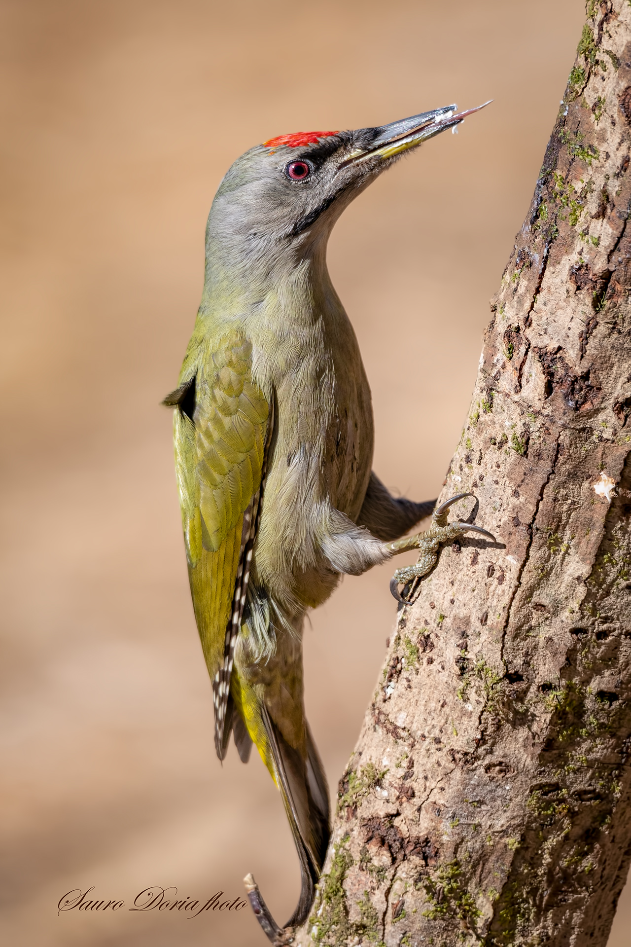 Male Grey Woodpeckers