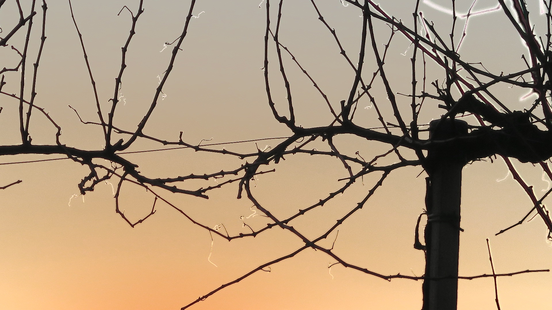 The Vine and the life