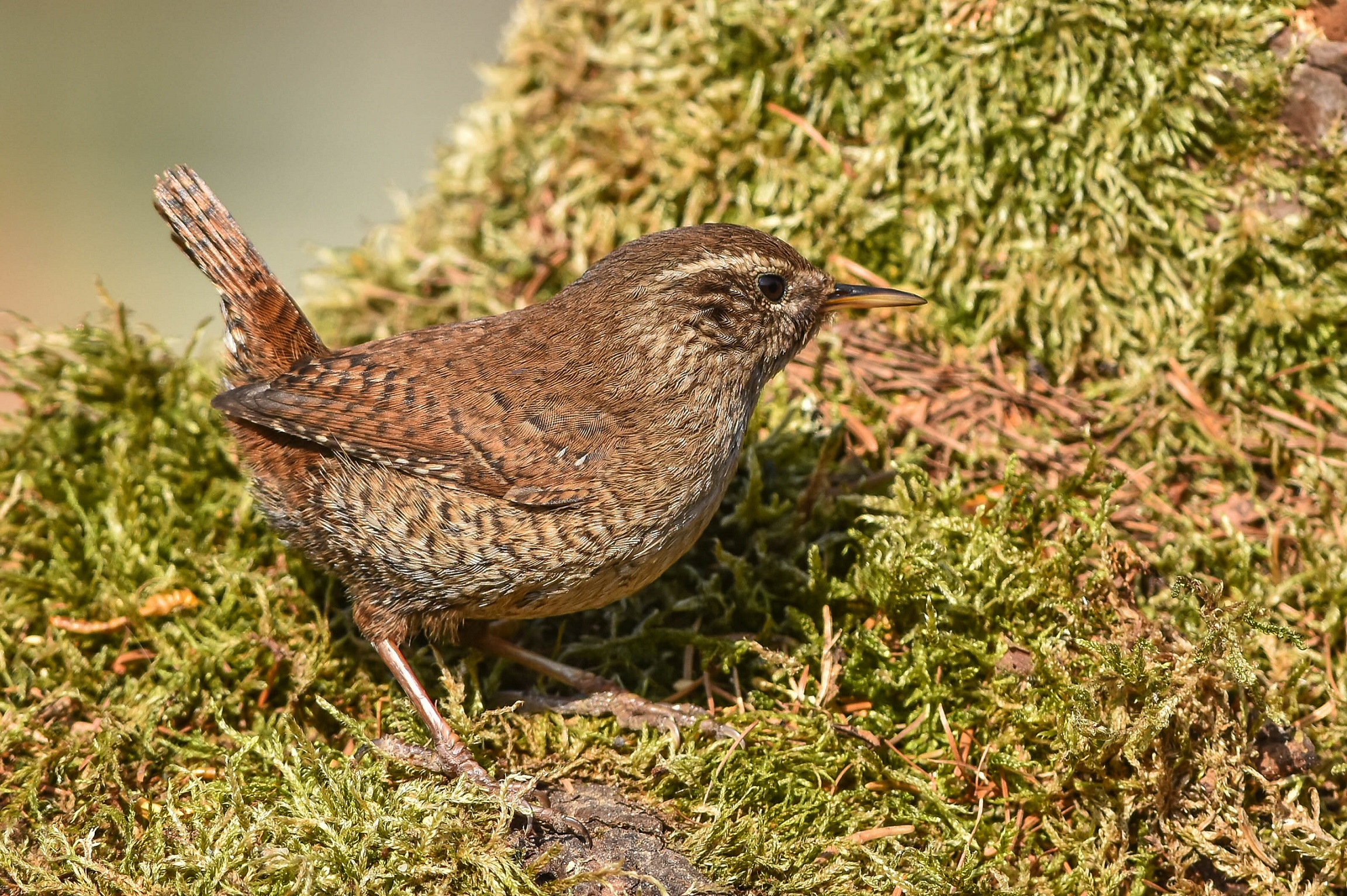Wren