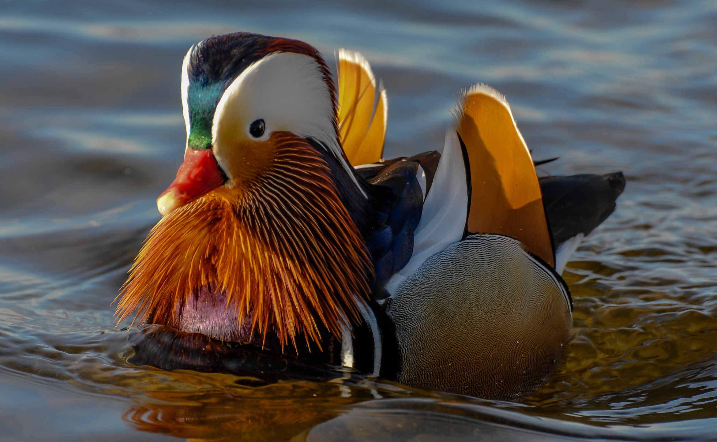 Mandarin Duck