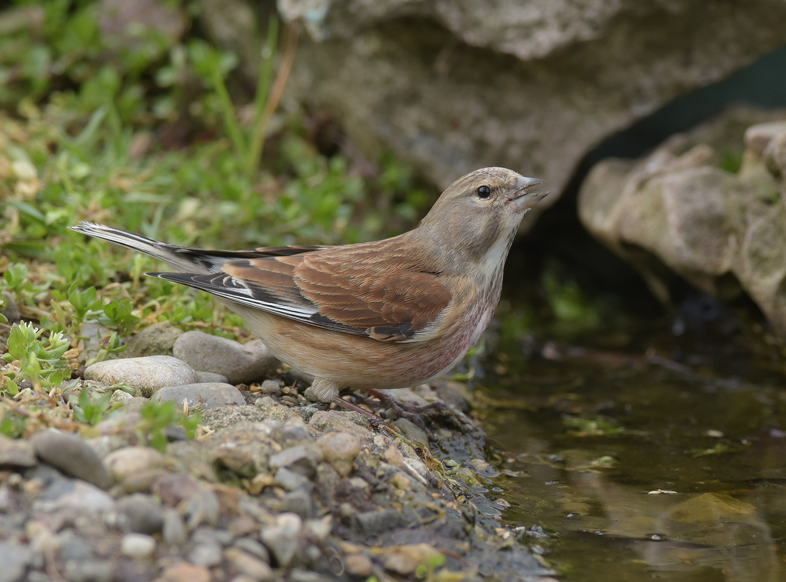 Linnet