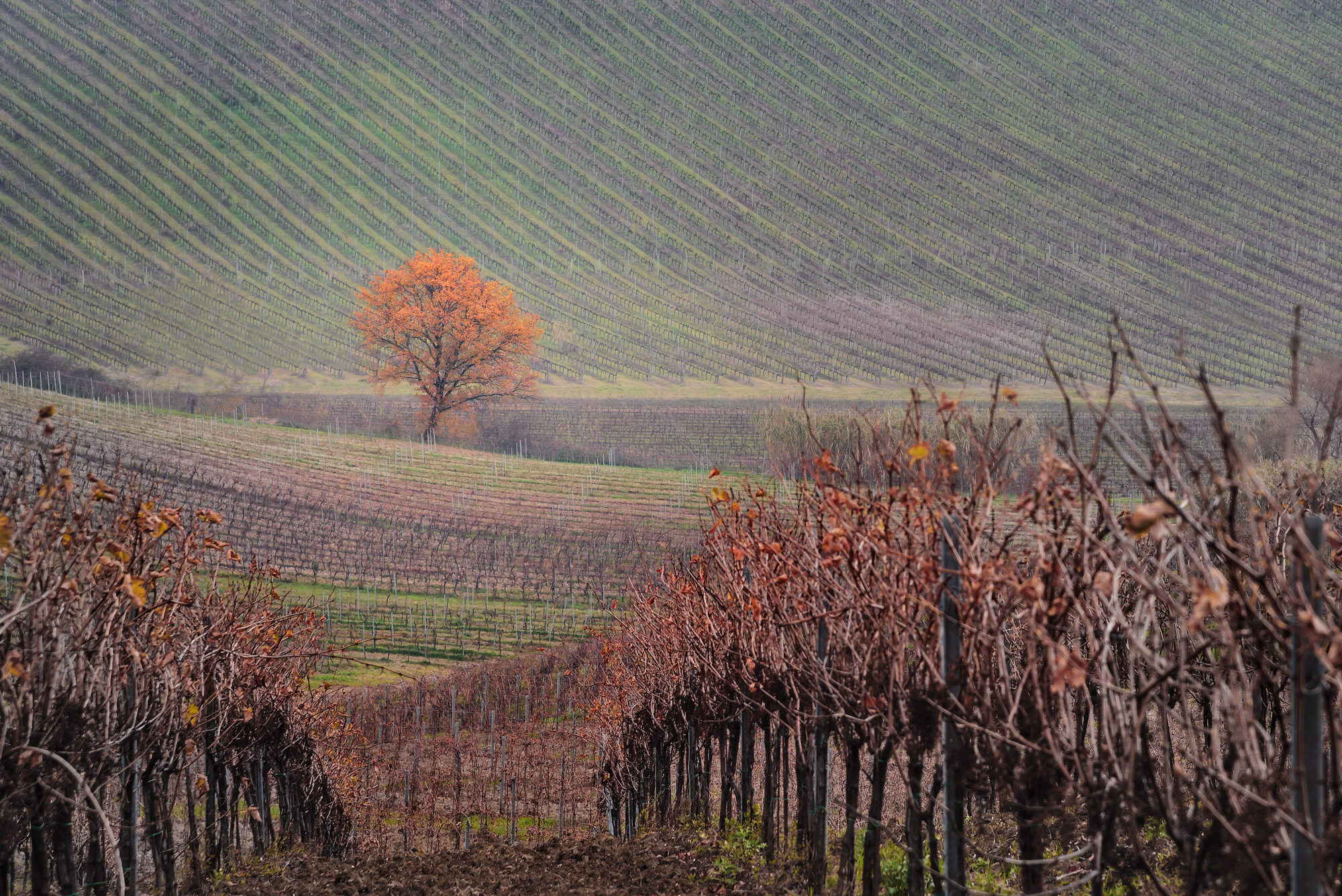 Un albero solitario