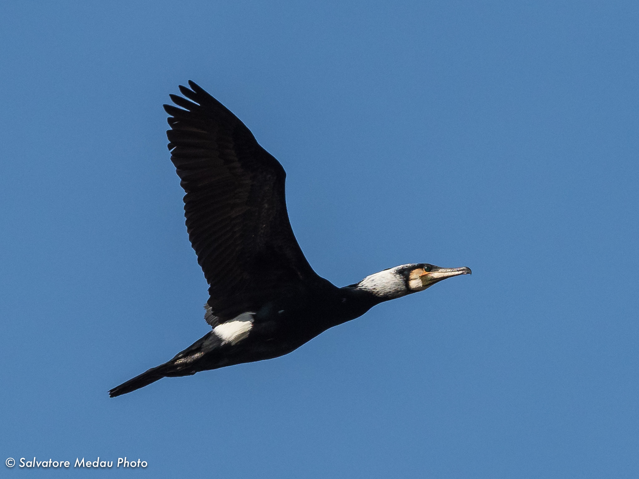The elegant cormorating flight
