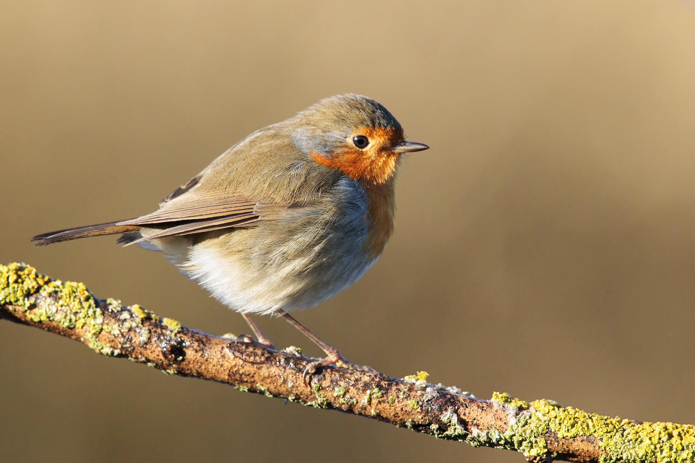 Pettirosso 3 zeffirophoto