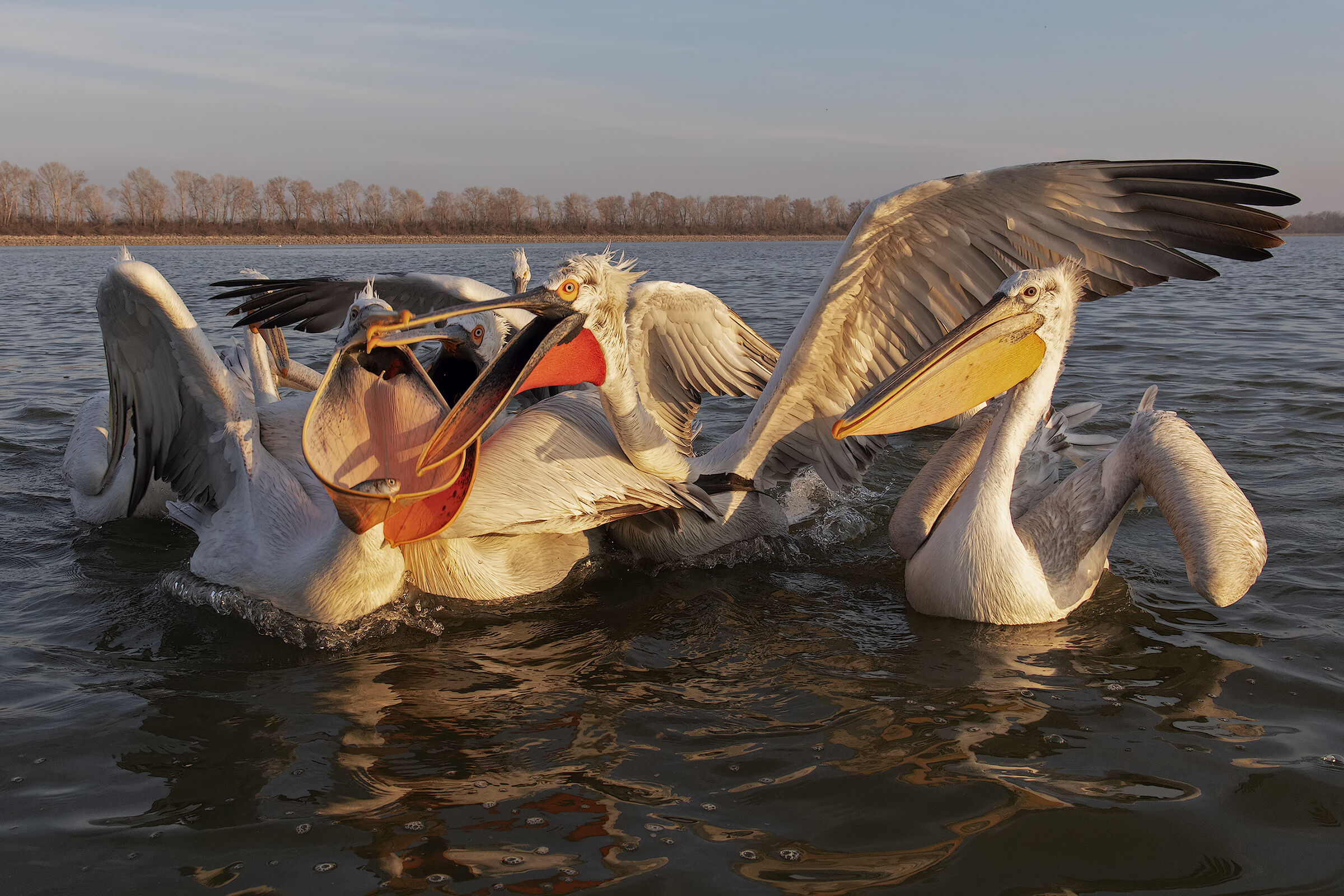 Fight between Pelicans