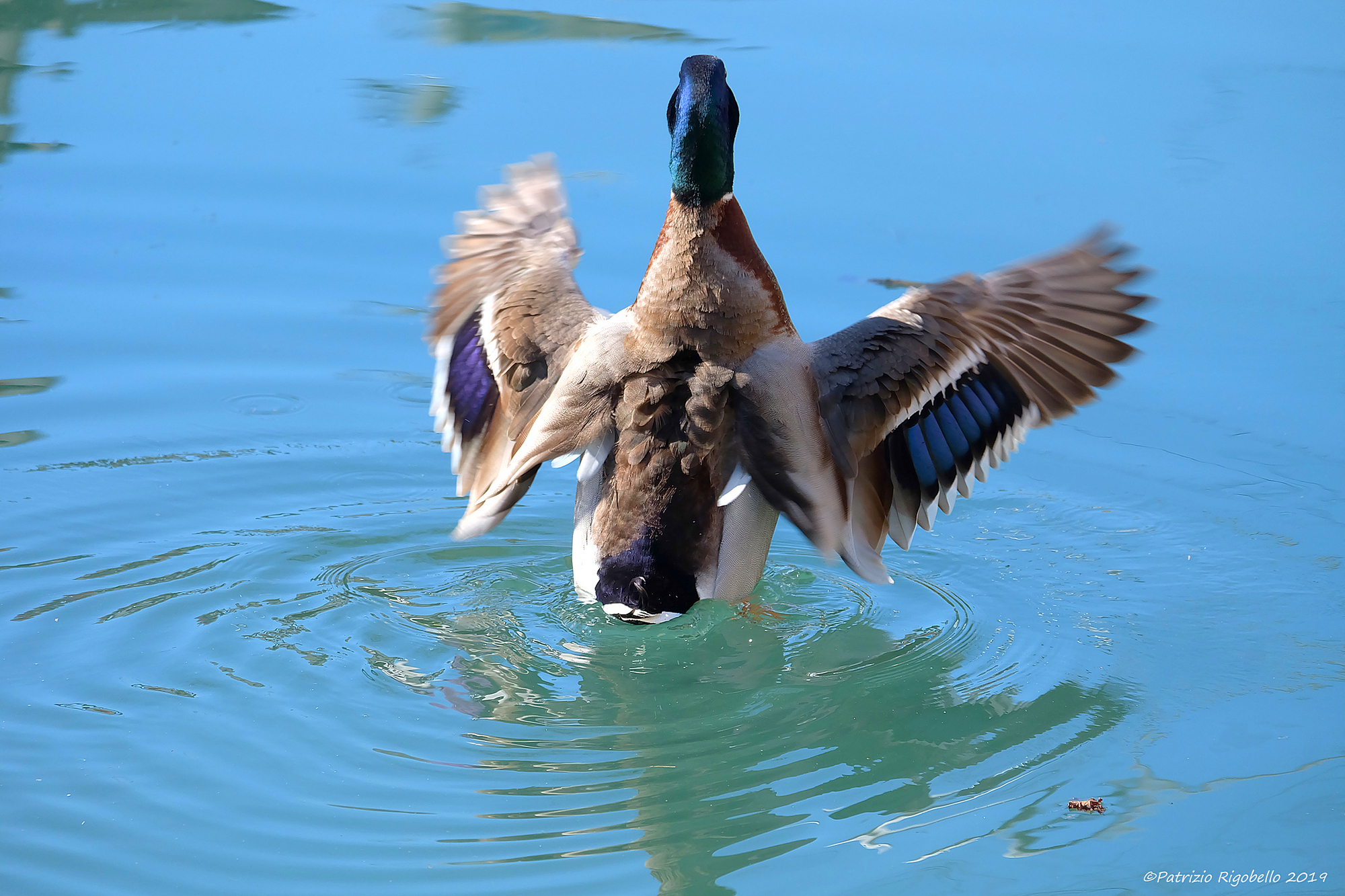 Esibizione ad ali spiegate