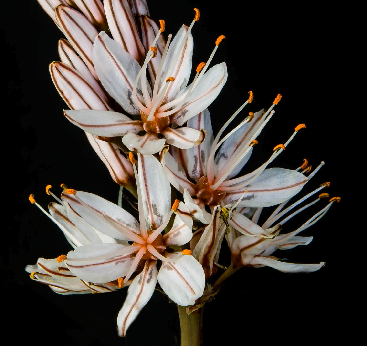 e' il tempo dell'asfodelo