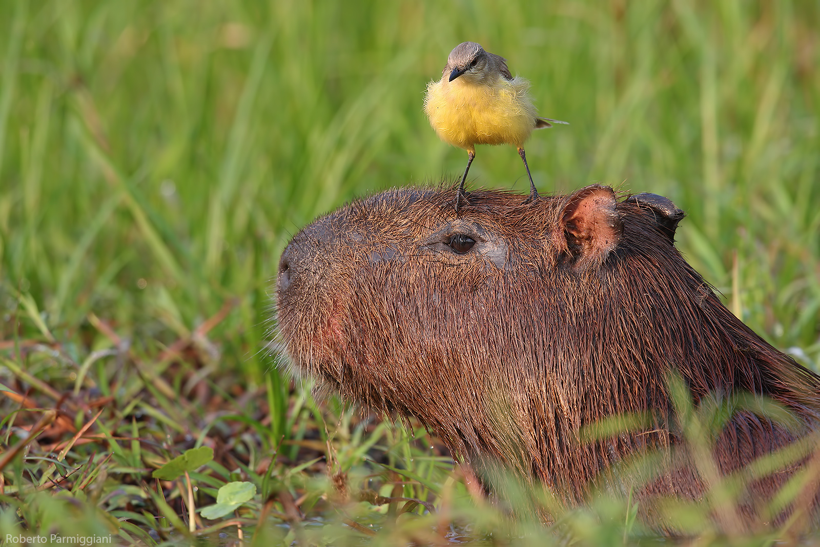 Capibara e tiranno tropicale