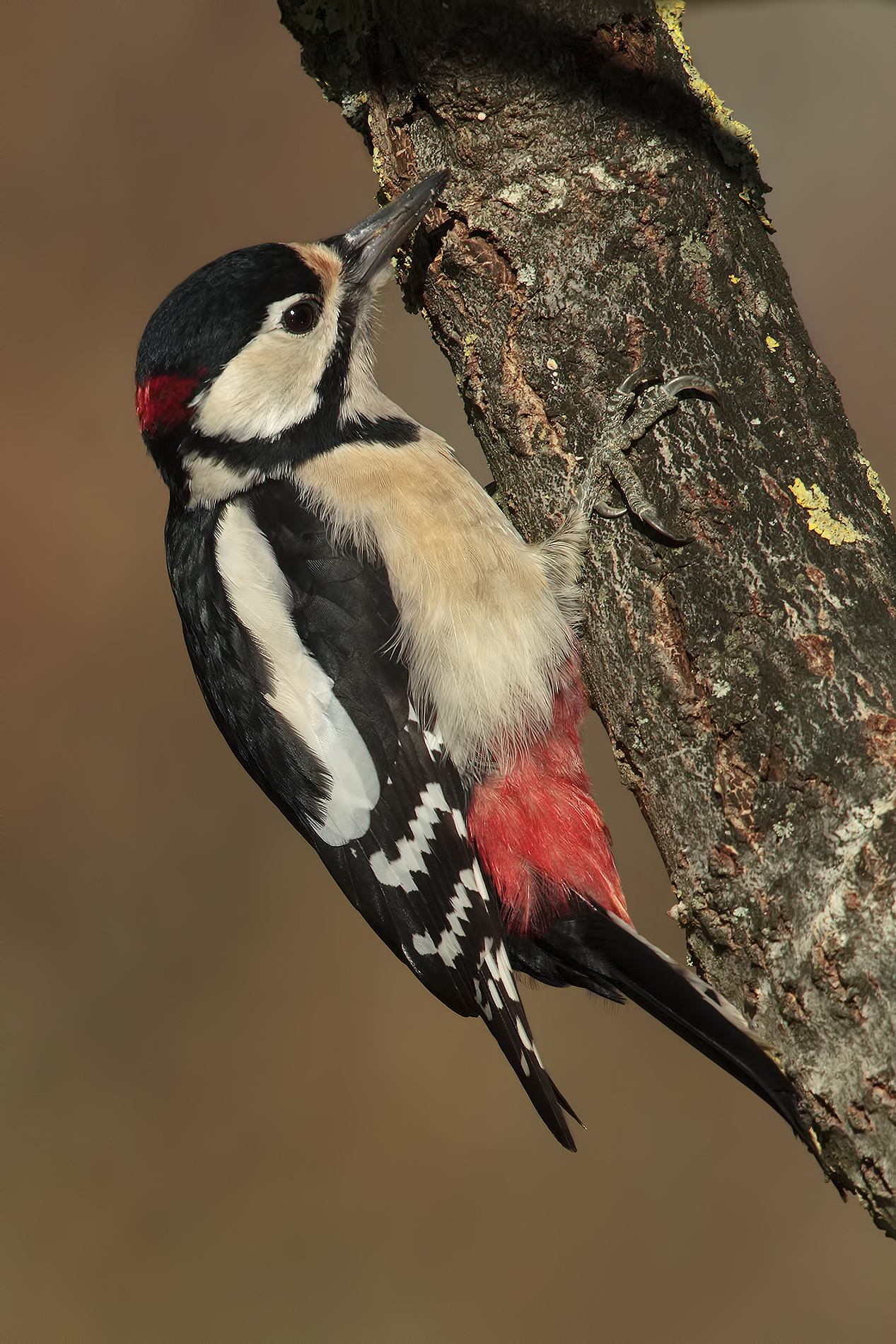 woodpecker
