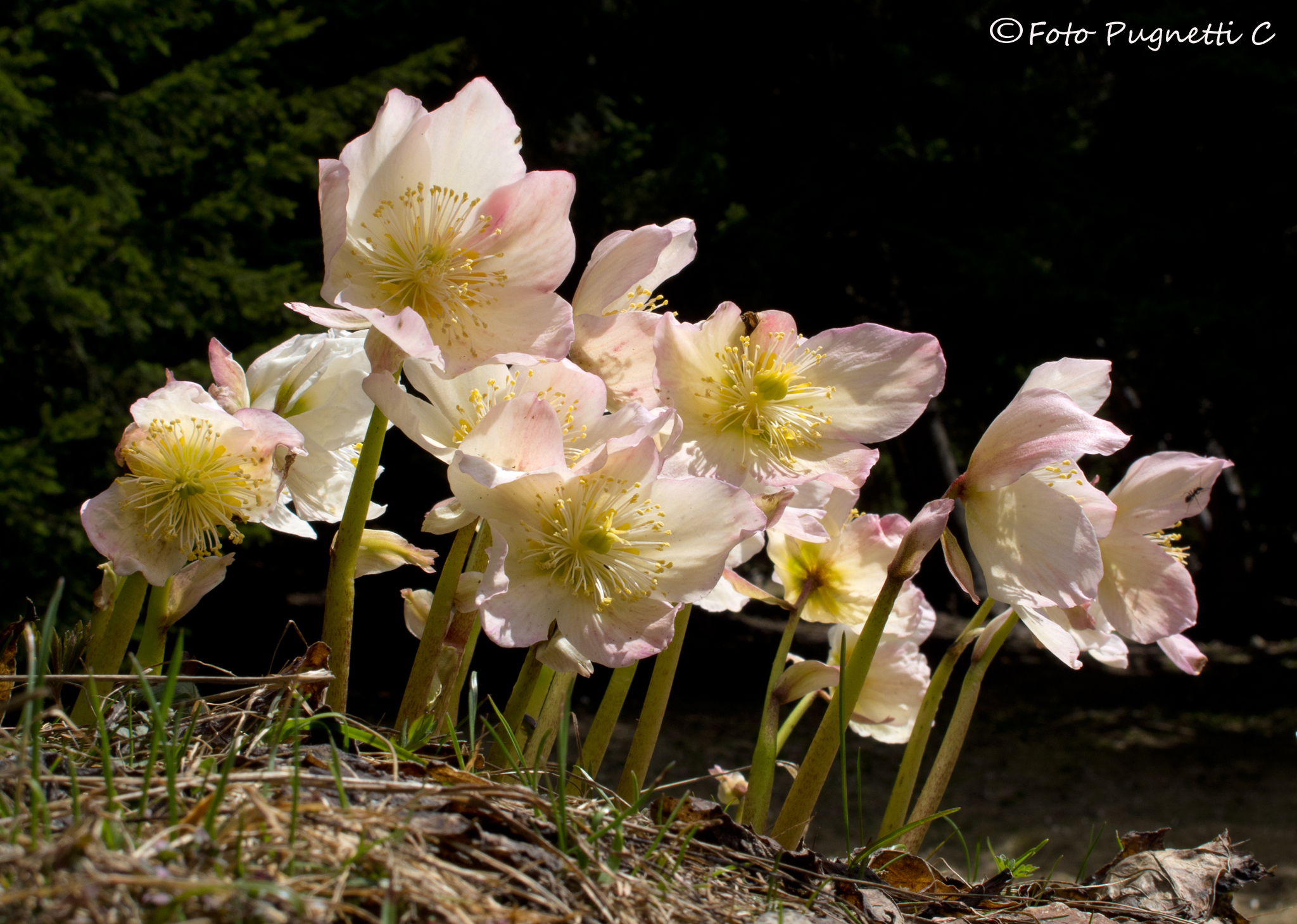 Hellebores