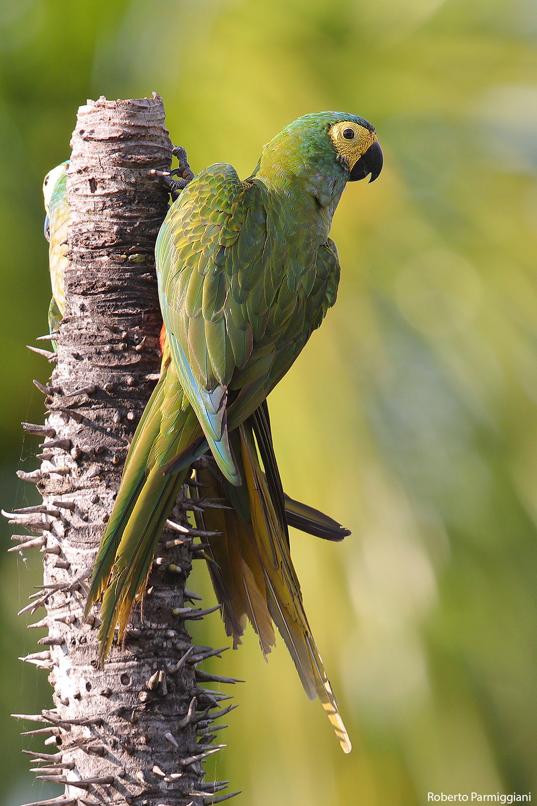Macaw from the collar