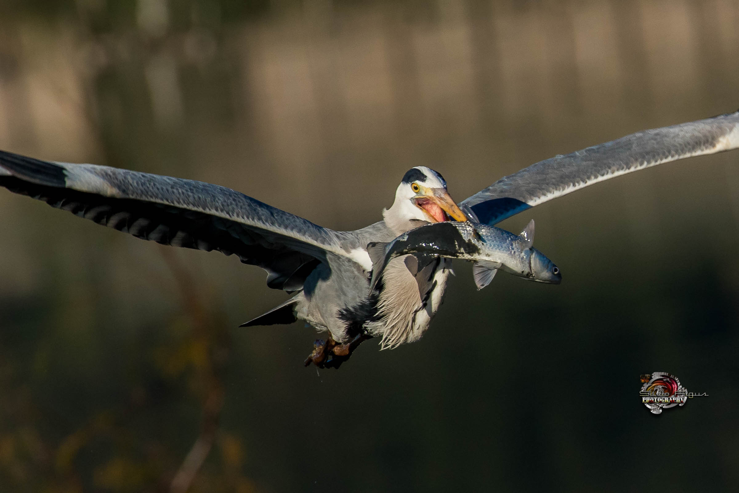 Cenerino molto affamato