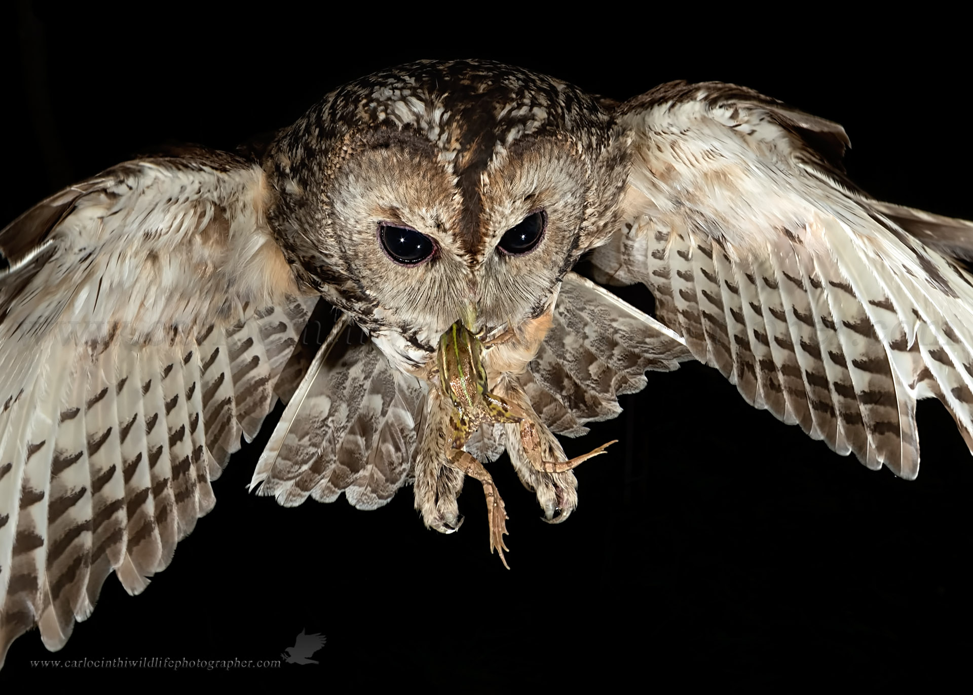 Tawny Owl