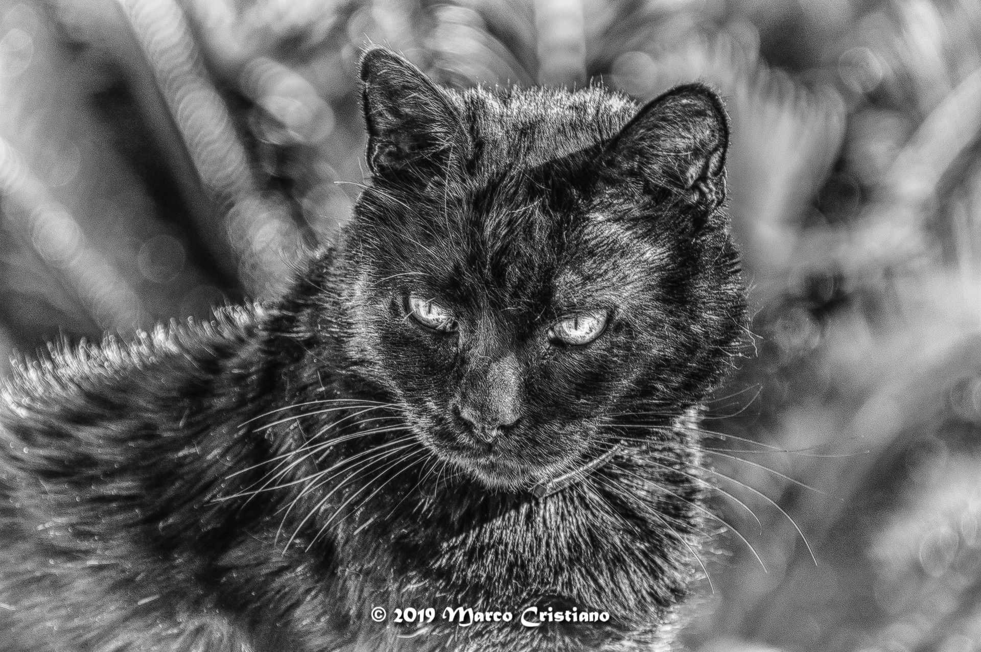 Eva.. A panther in my garden