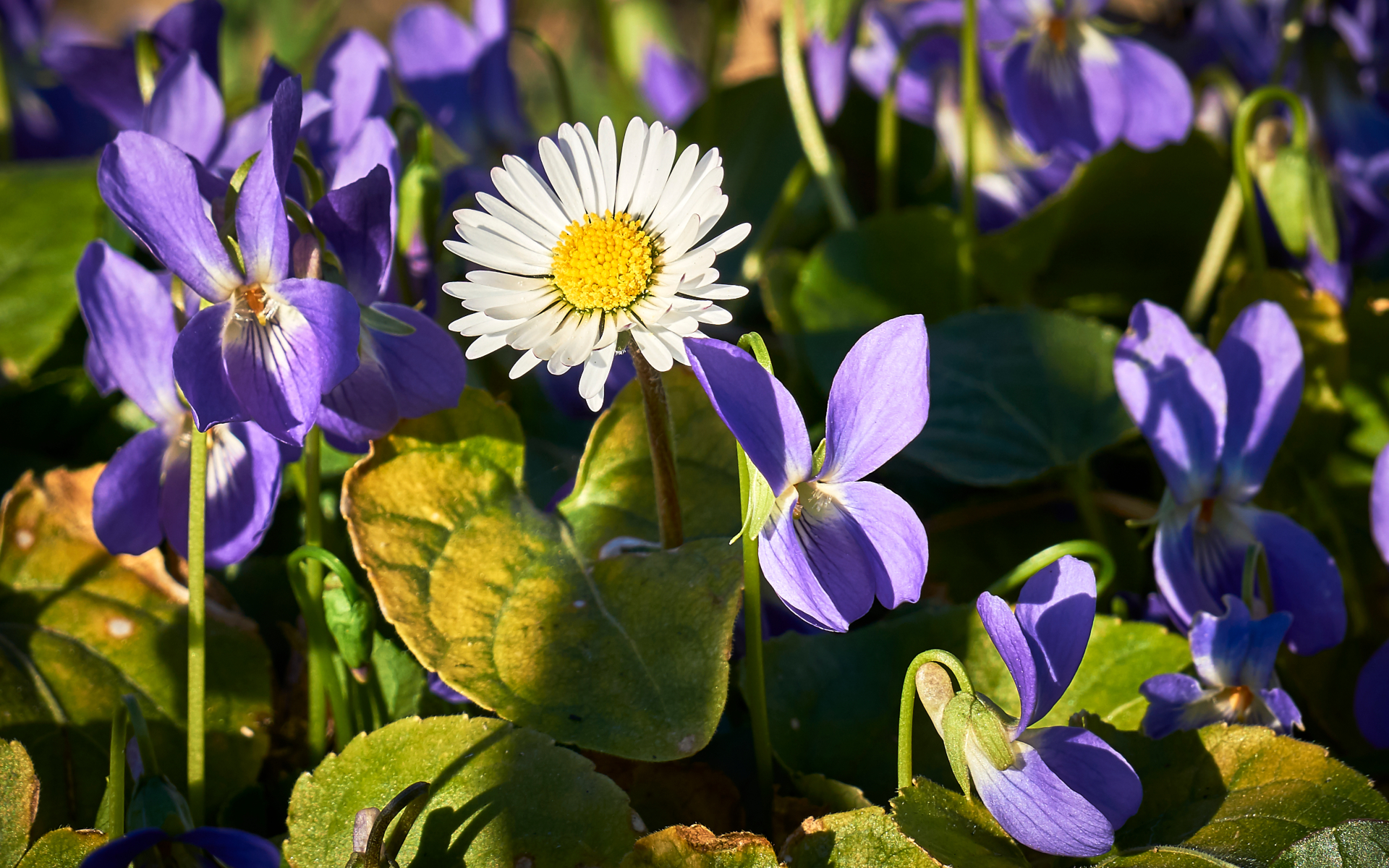 Febbraio 2019 Privavera in anticipo