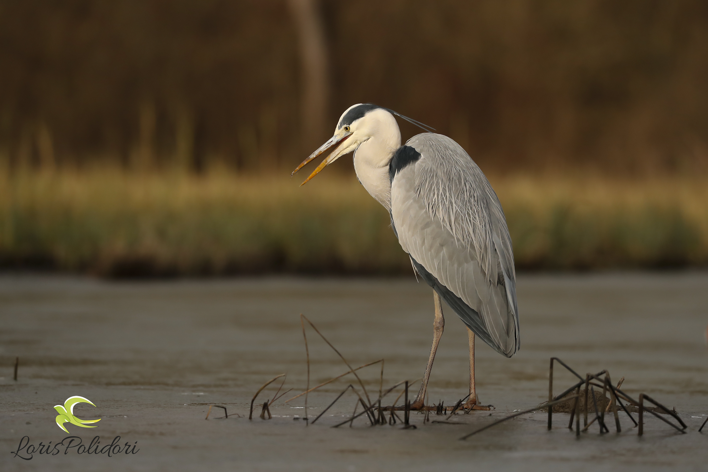 Grey Heron on Ice