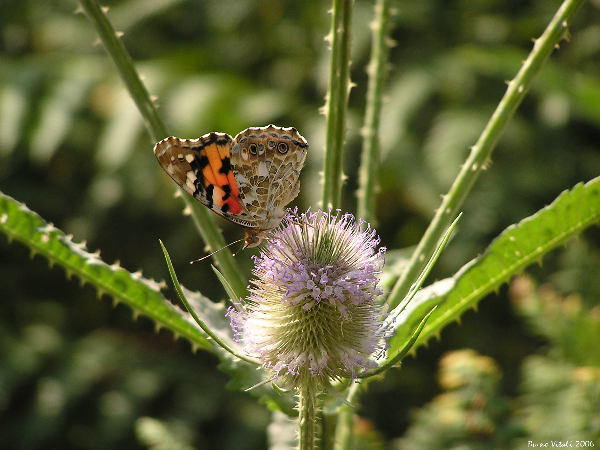 Vanessa cardui