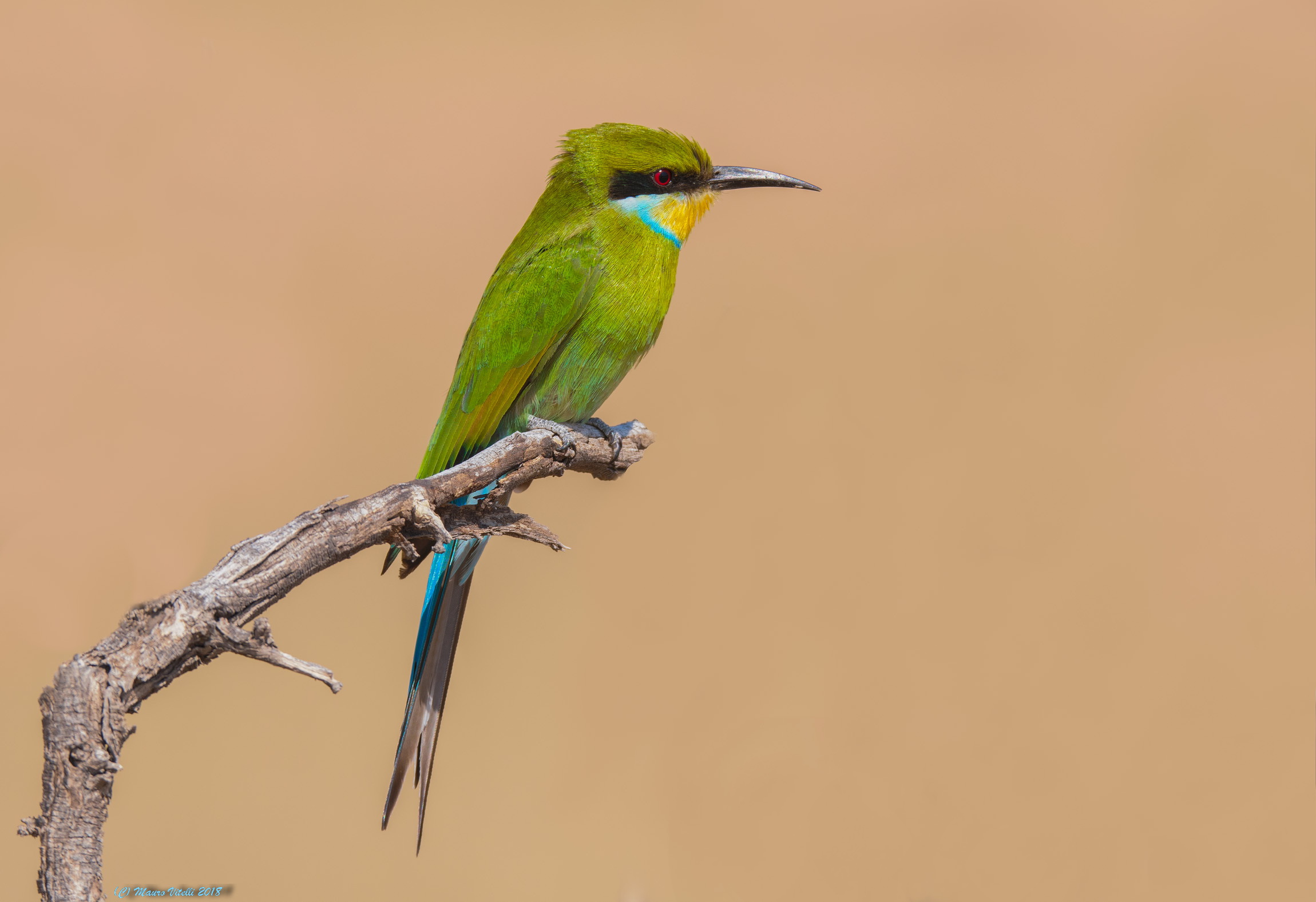 Swallow-tailed Bee-eater (Merops hirundineus)