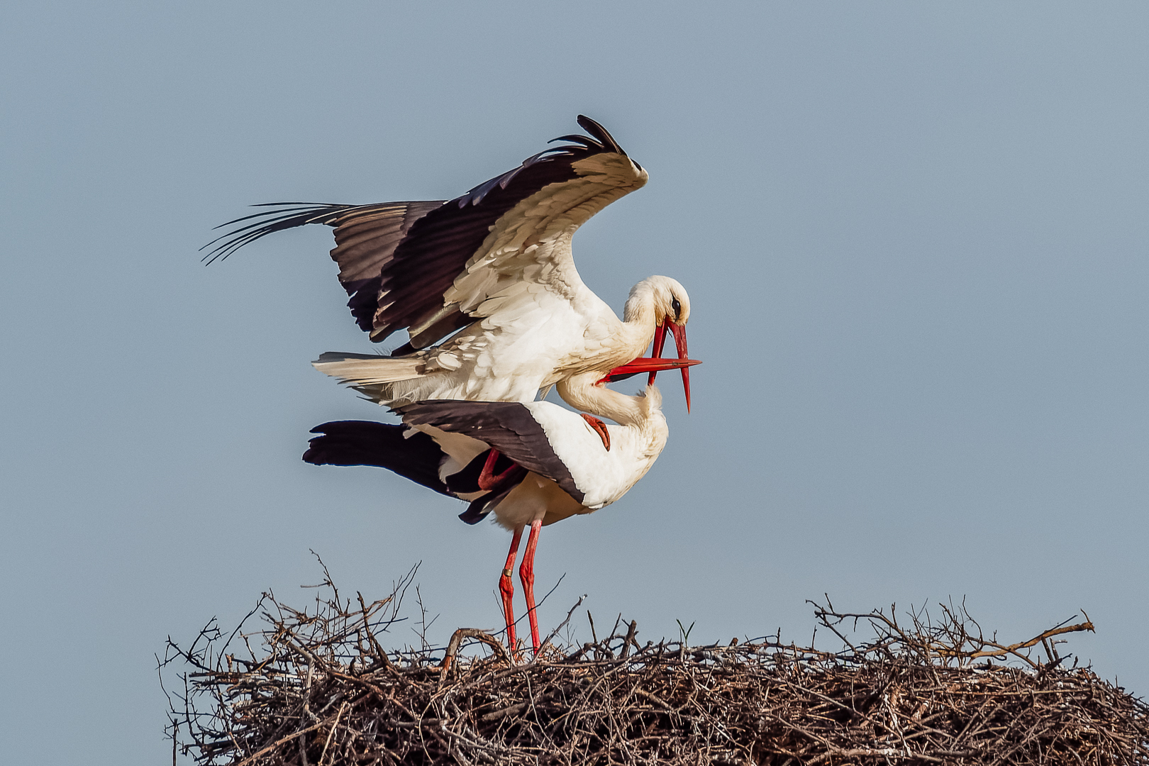 Storks Oasis WWF Bolgheri