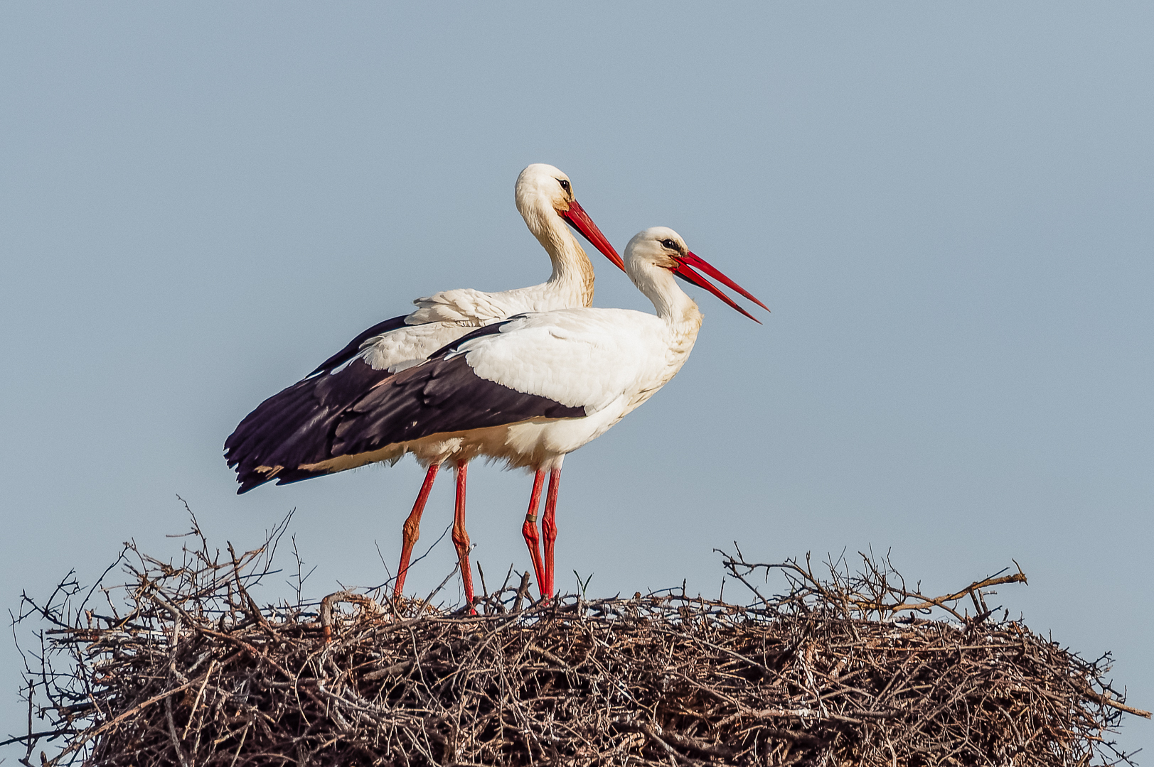 Storks Oasis WWF Bolgheri