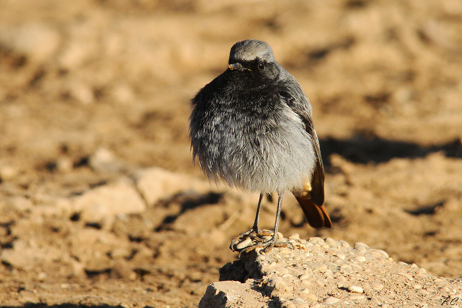 dopo aver spazzato il camino