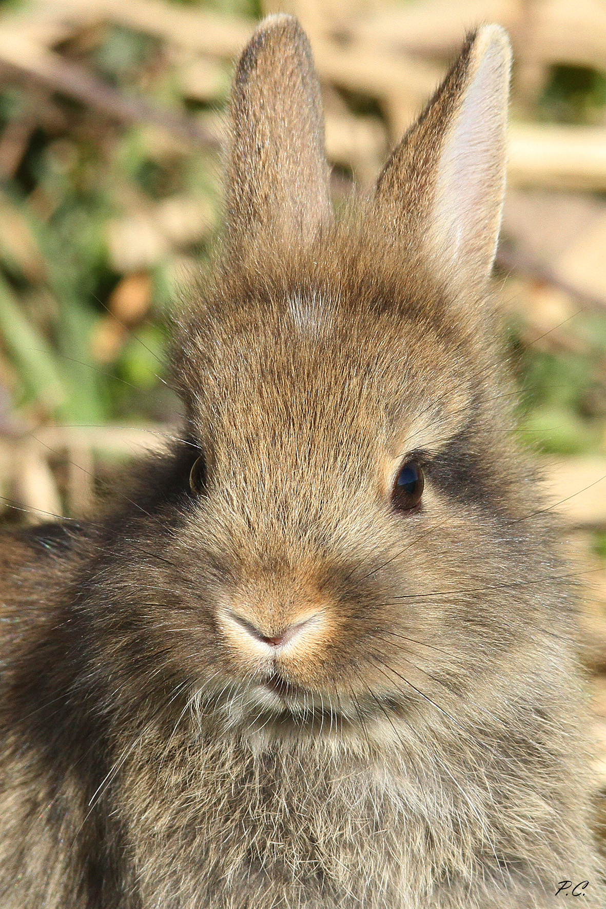 sguardo fra cuccioli