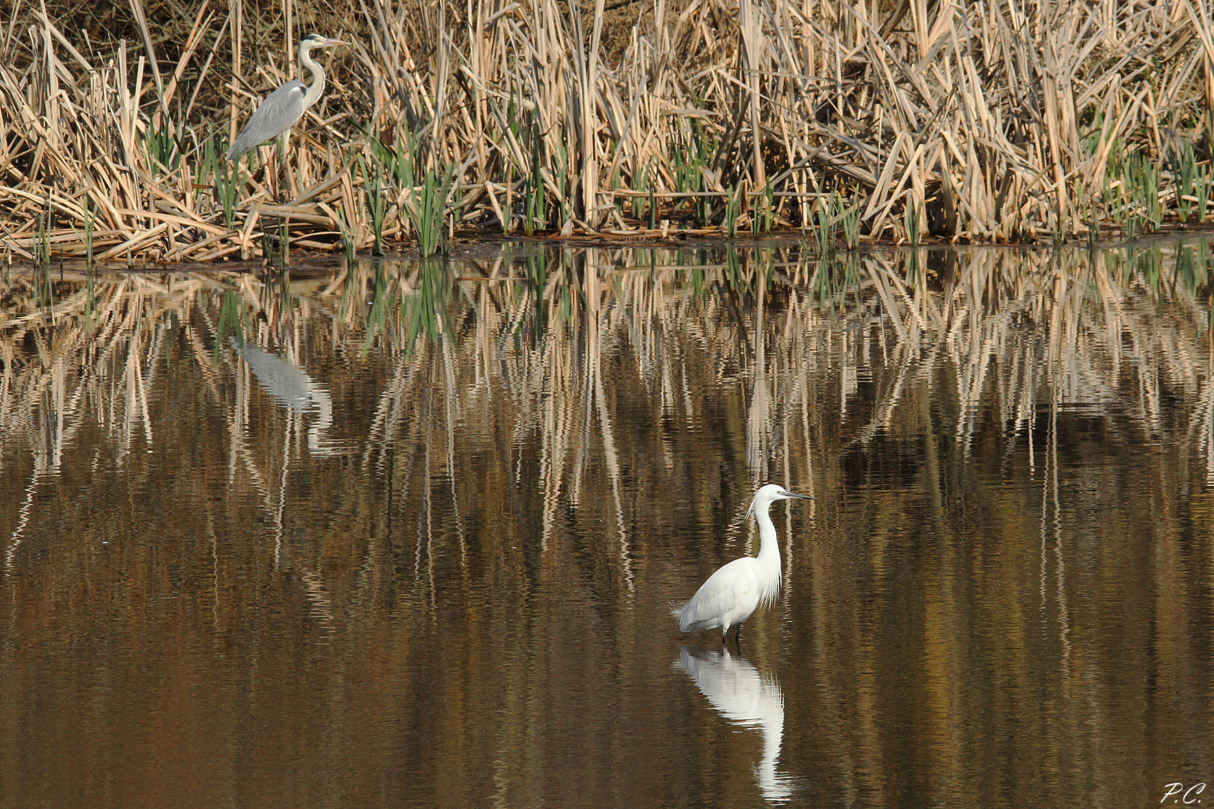 Egret and Grey in comparison