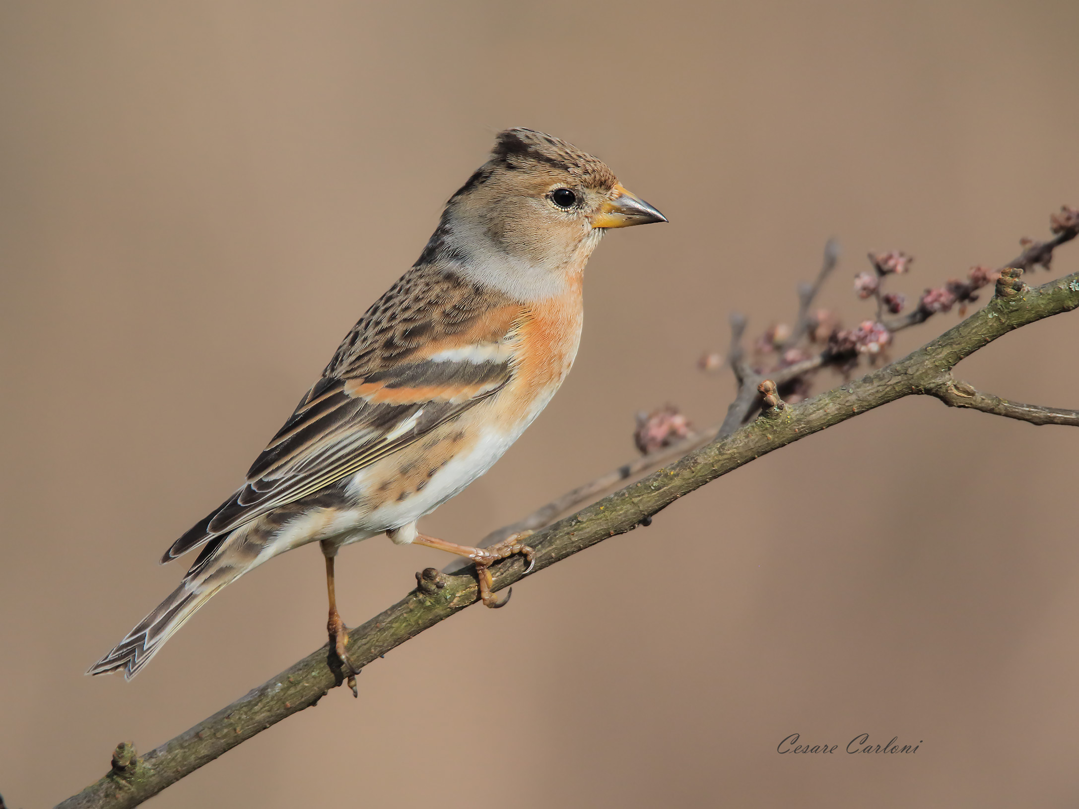 Brambling (Fringilla montifringilla)