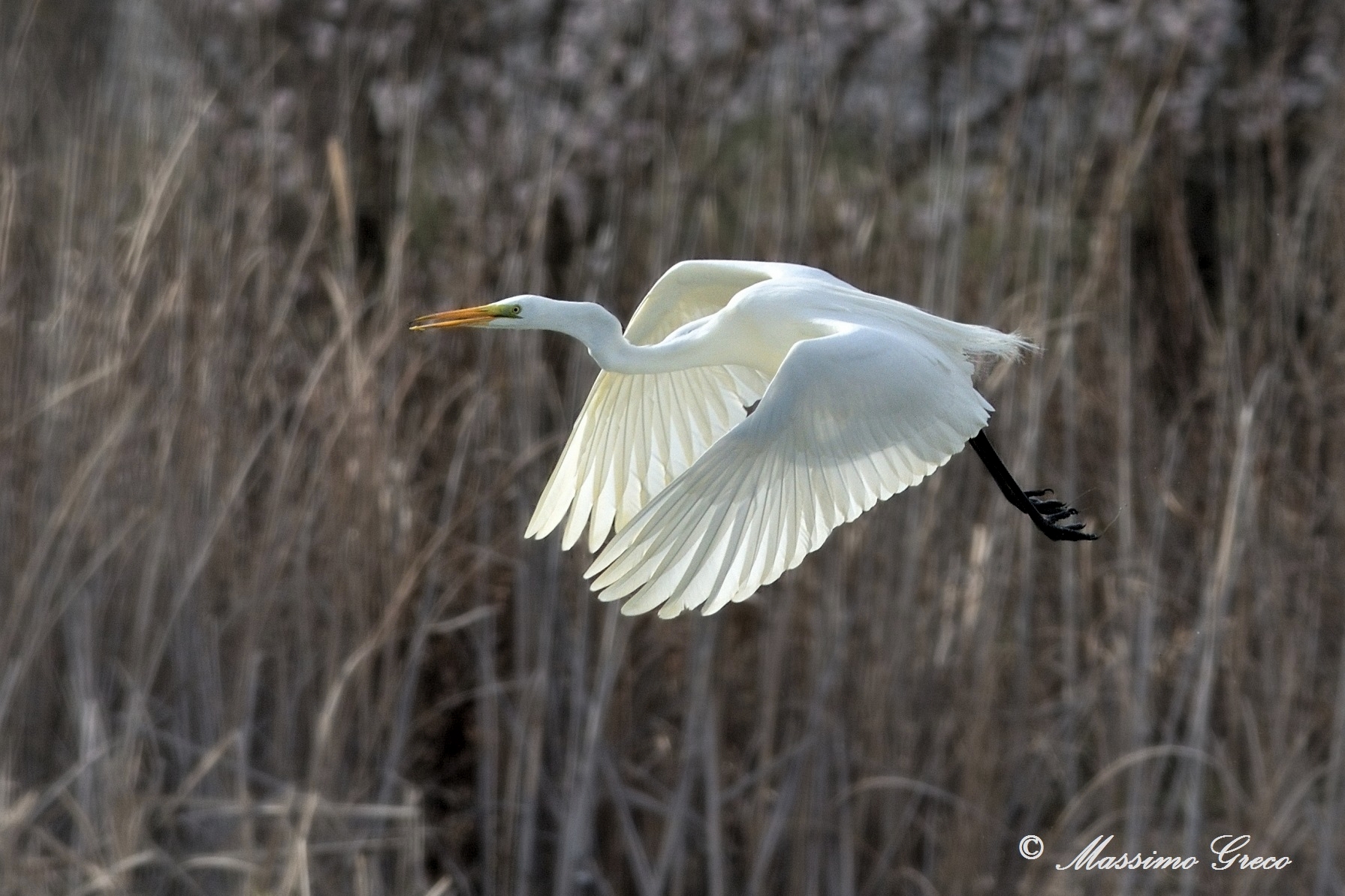 Greater White Heron