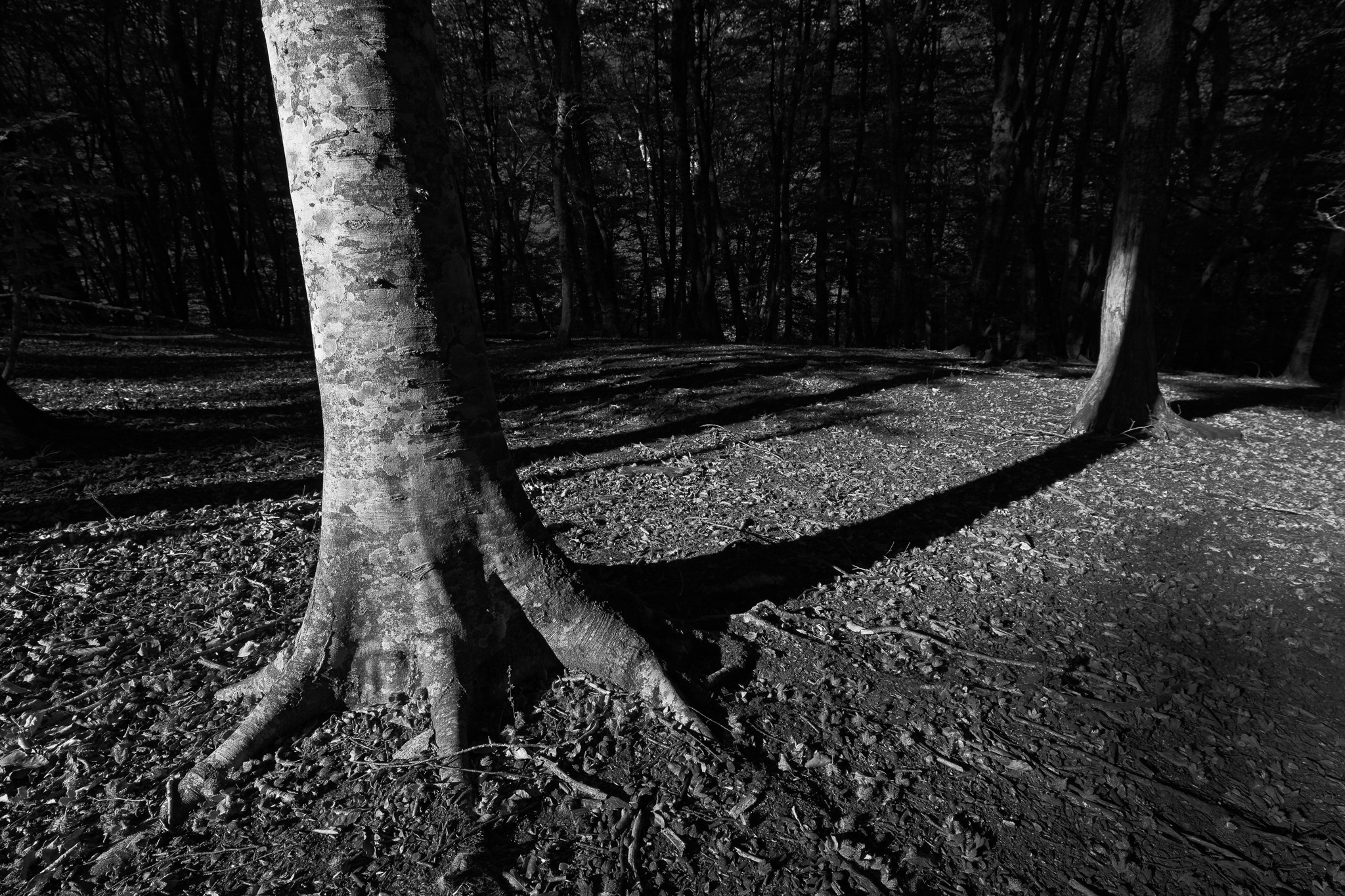 Creatures of the Forest