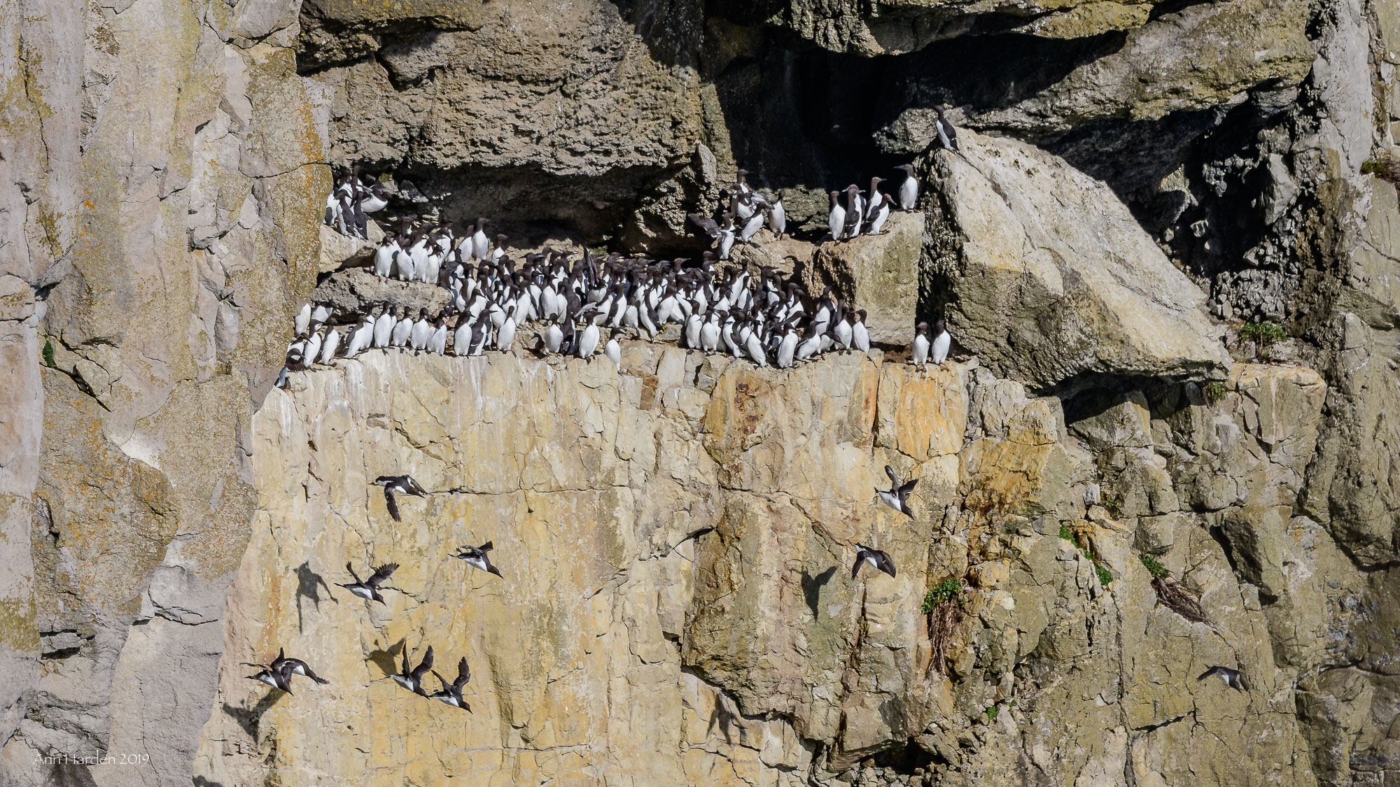 Guillemots aplenty