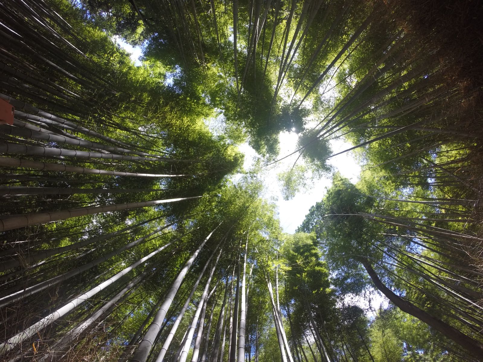 Arashiyama