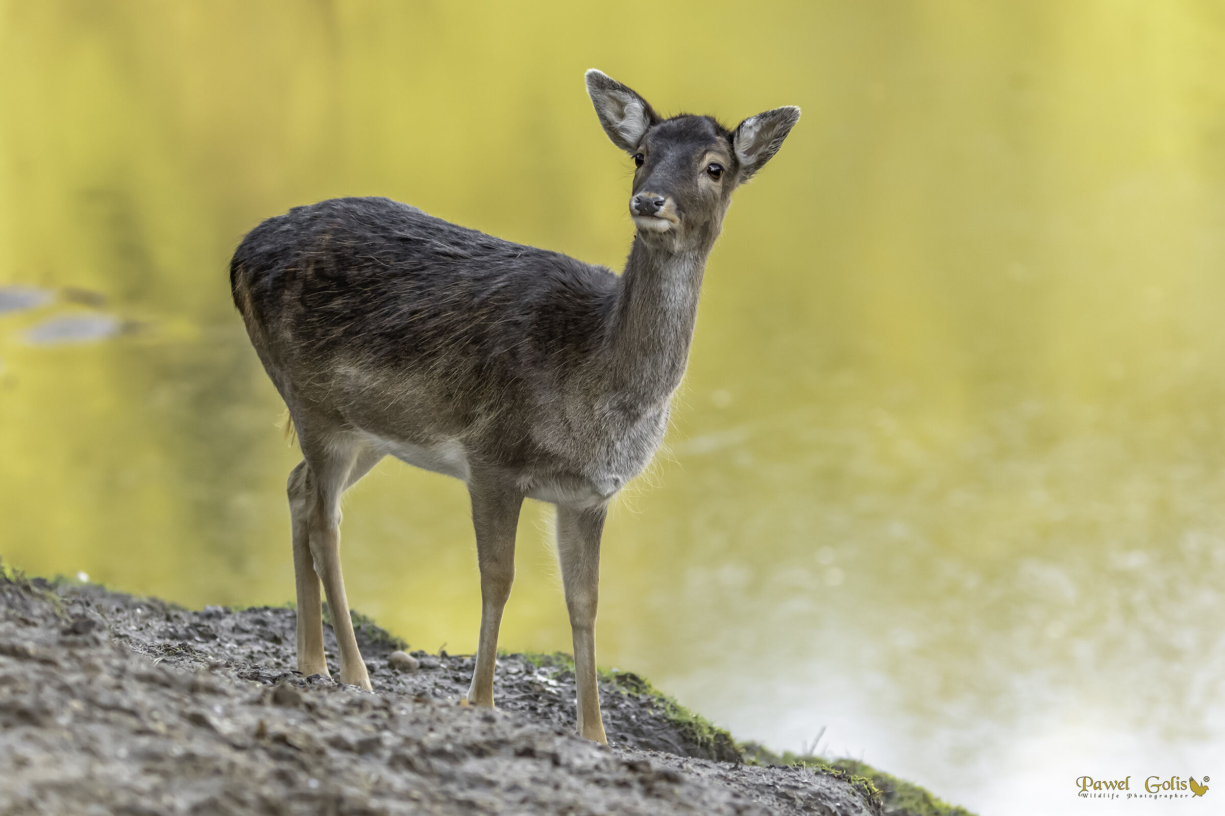 Cervo Fallow (Dama dama)