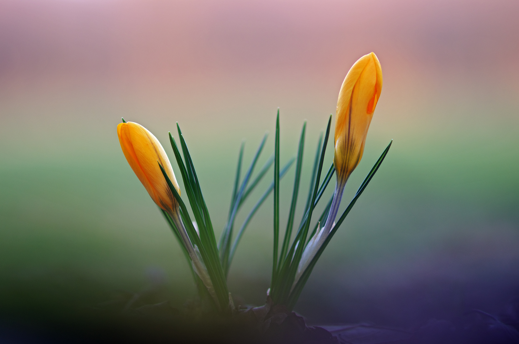 Ai bordi del bosco al tramonto