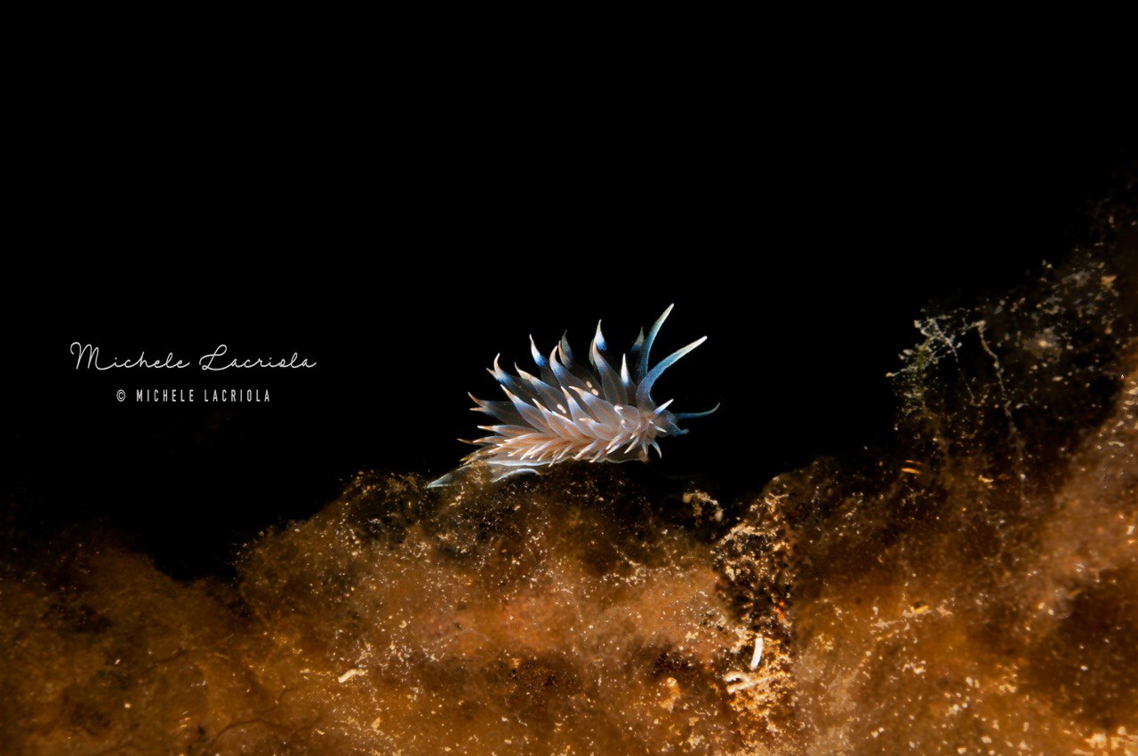 Nudibranco quadricolor