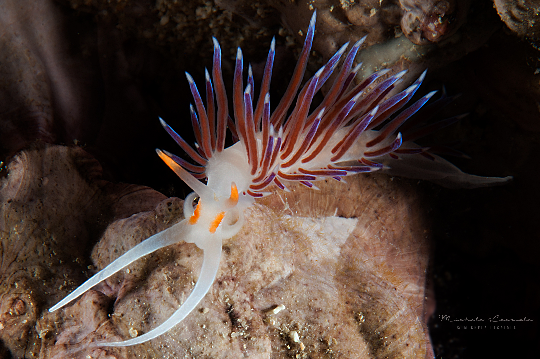 Nudibranco Cratena peregrina