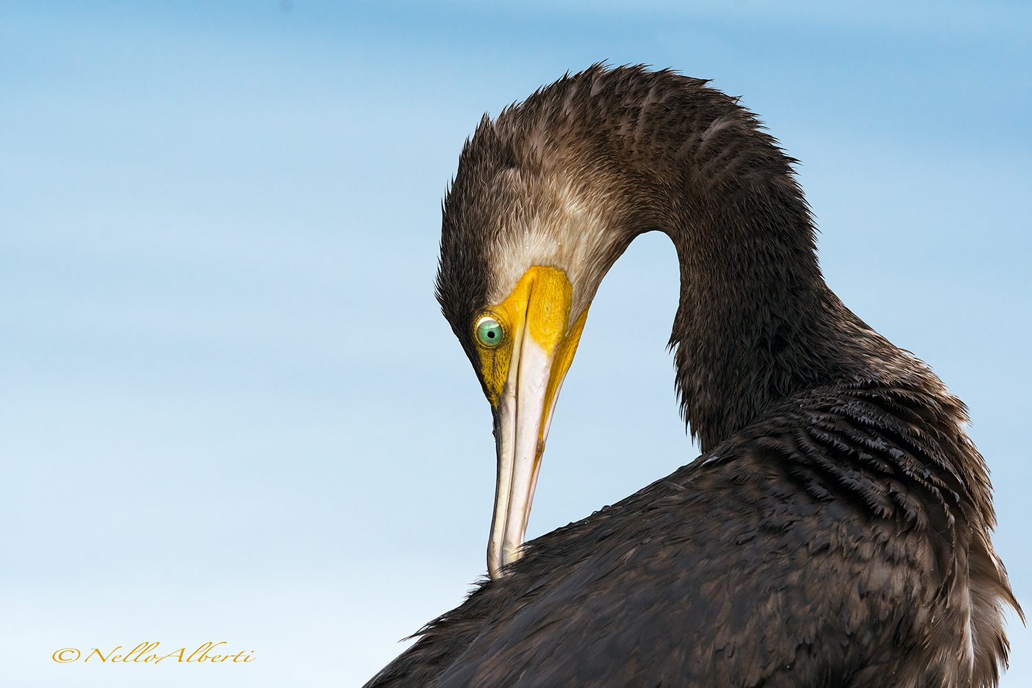 Cormoring, cleanliness of the plumage