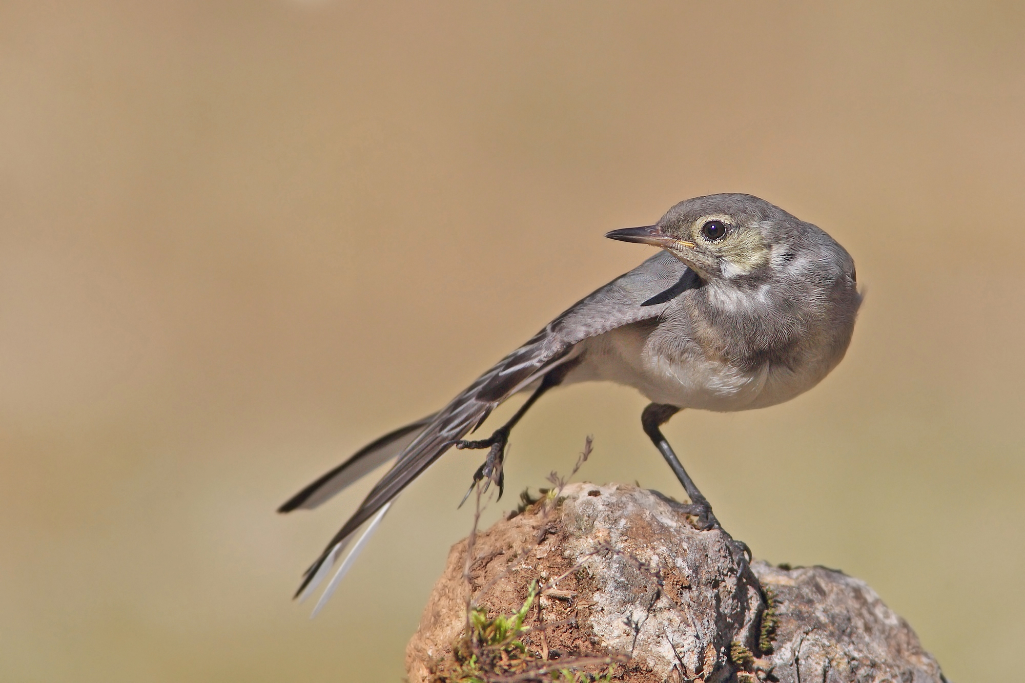 Young white ballerina
